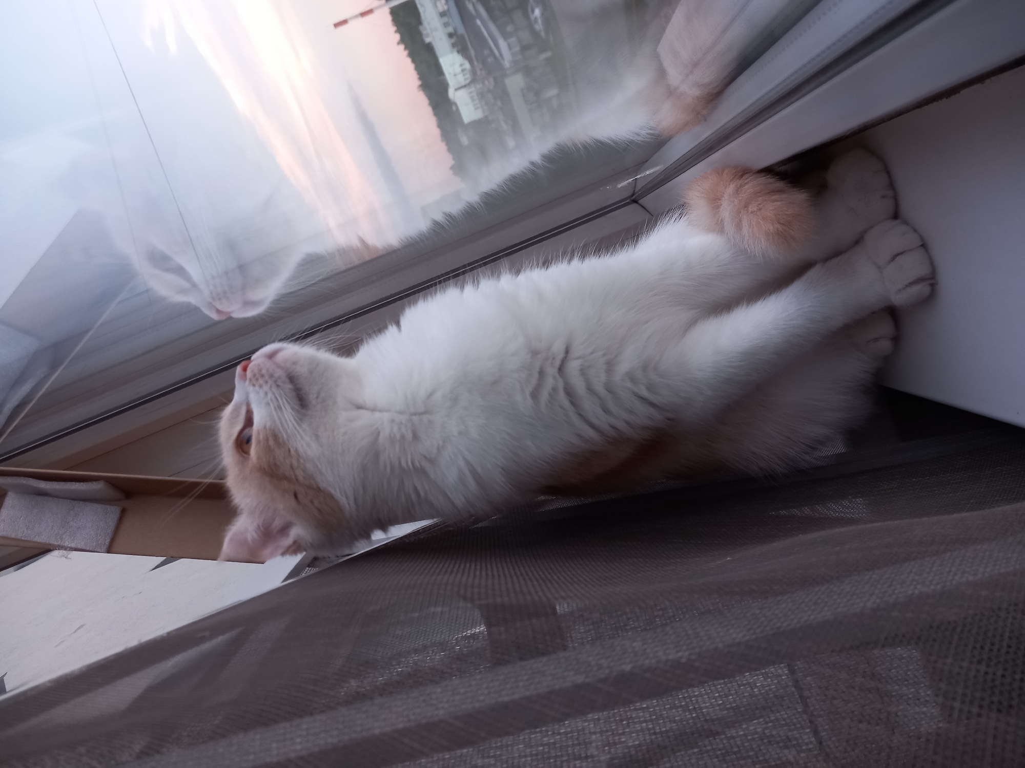 Cat explores cozy evening apartment with ambient lighting and scattered belongings