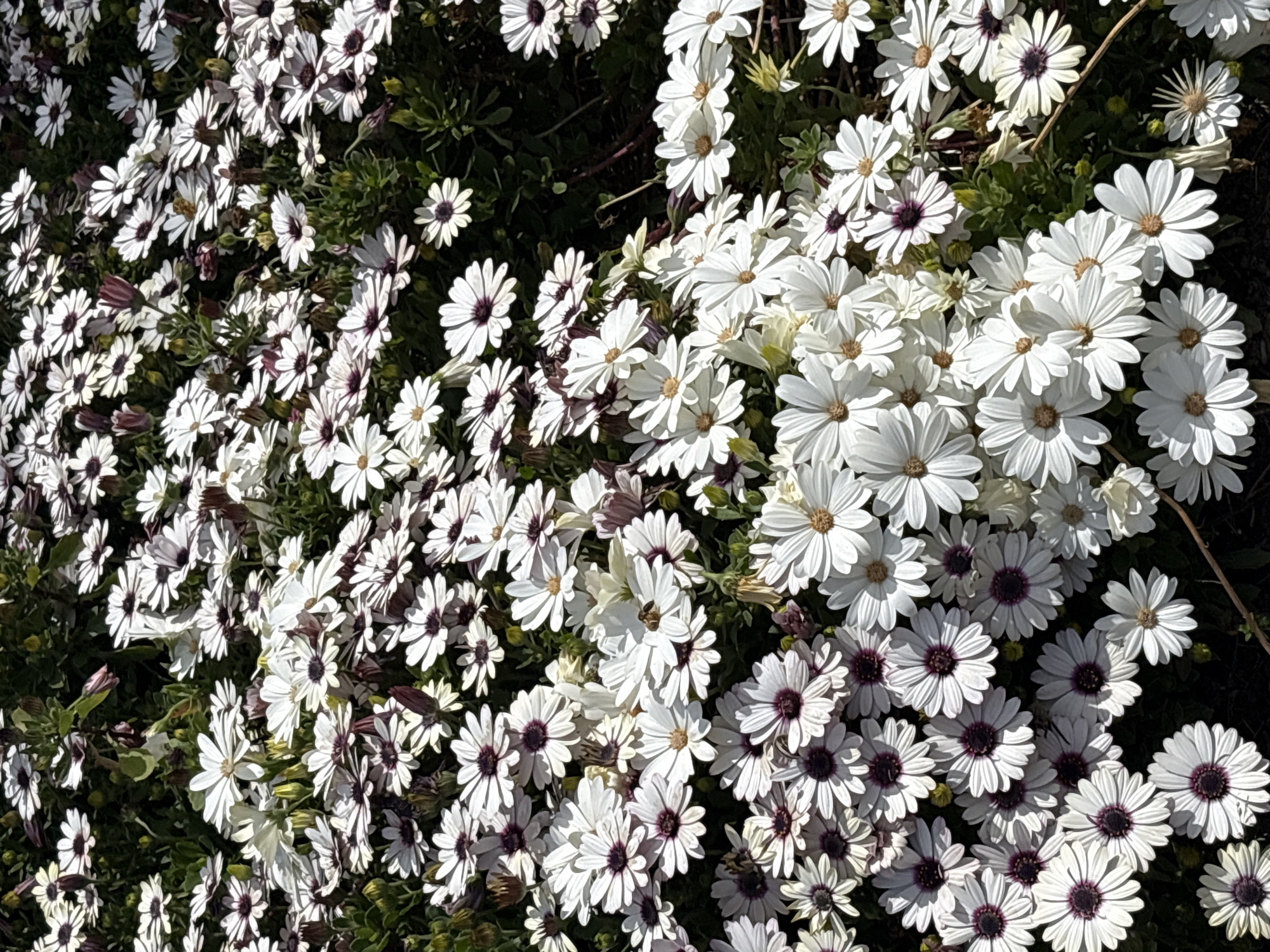 Spring morning documented in Bar, Montenegro through botanical and maritime scenes