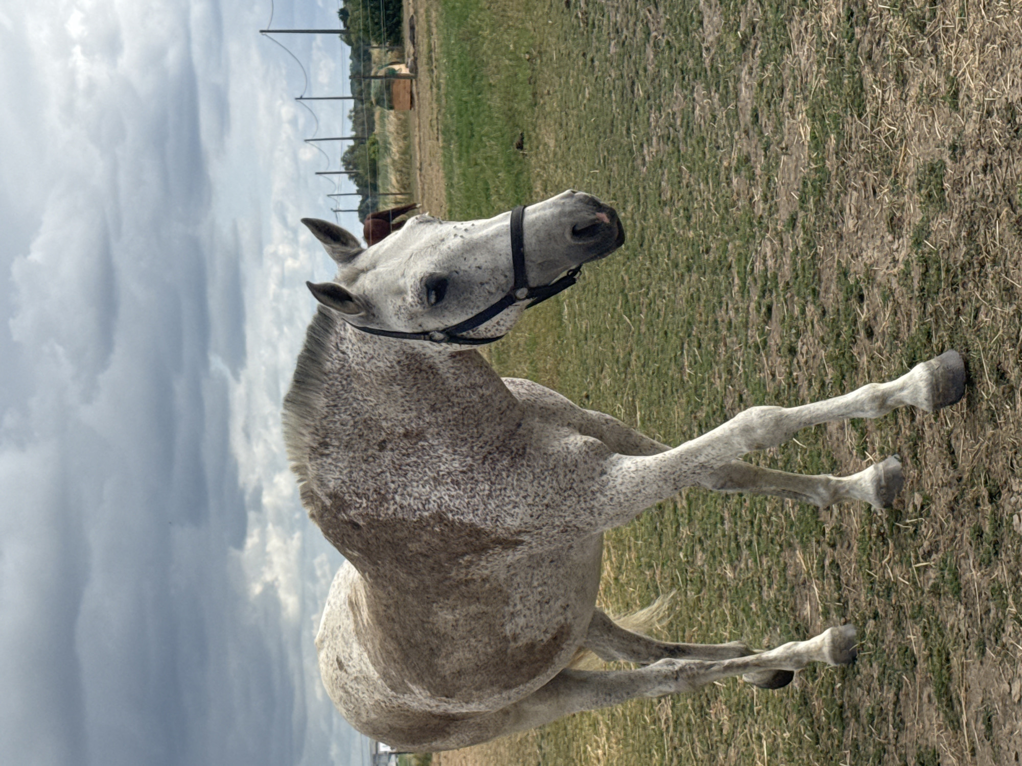 Horses in a Belgian pasture on a grey morning