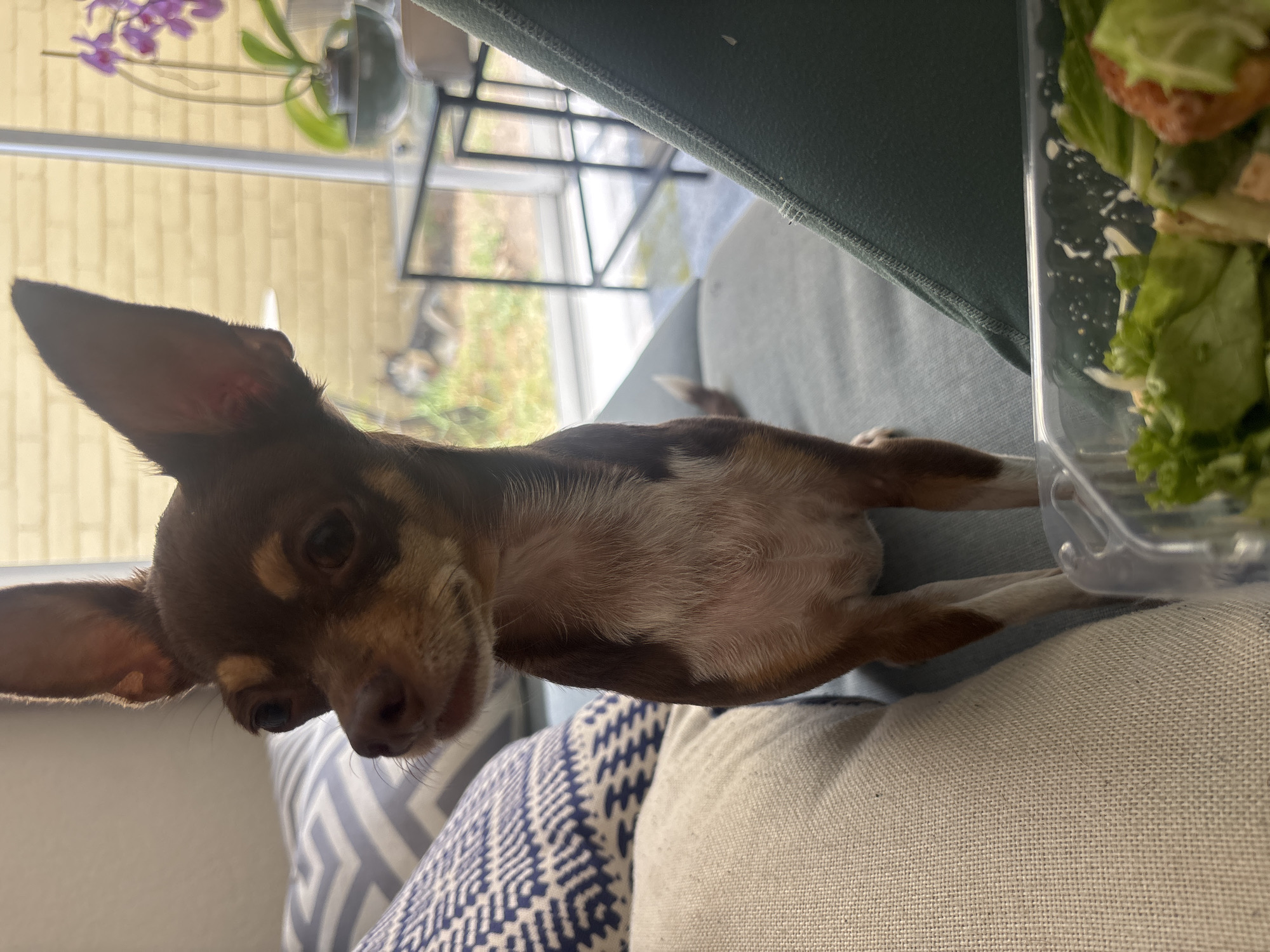 Chihuahua rests on couch beside salad container in Puebla