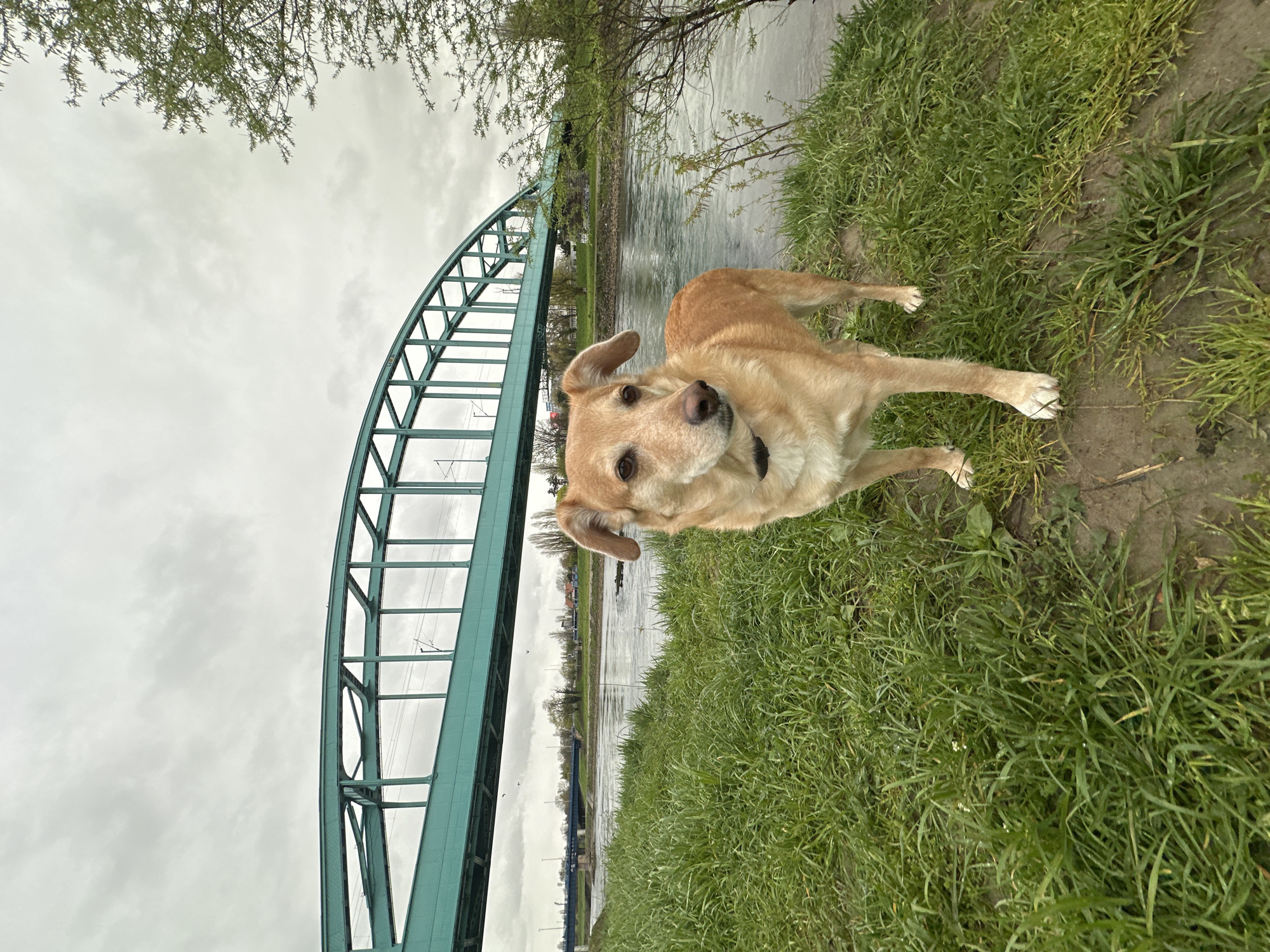 Dog spotted on muddy riverbank in Zagreb