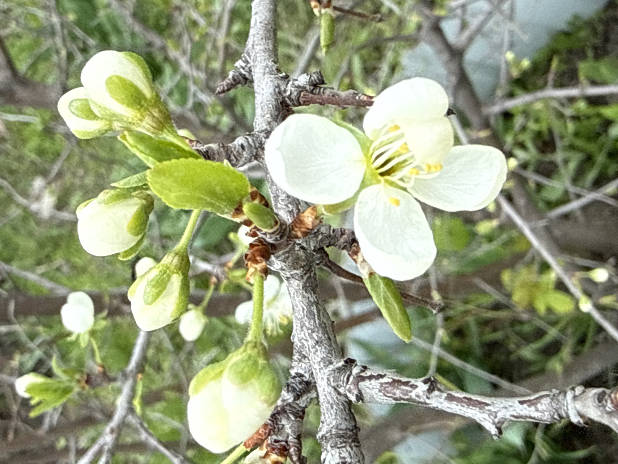 Spring scenes documented in Aksay, Kazakhstan over four minutes
