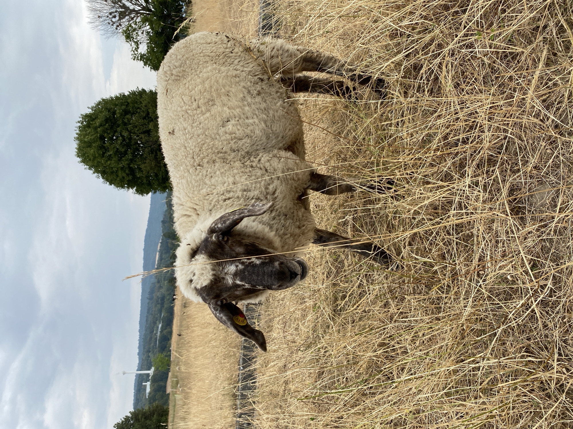 Sheep grazing in a dry field in Milvignes, Switzerland