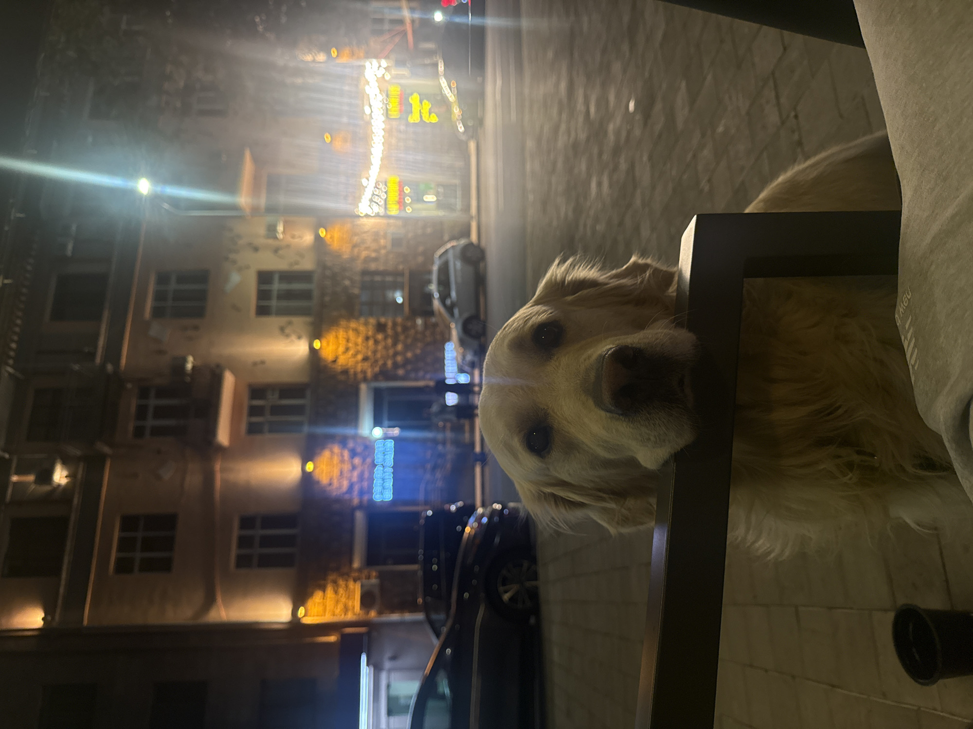 Golden retriever holds the railing outside a Yerevan building at night