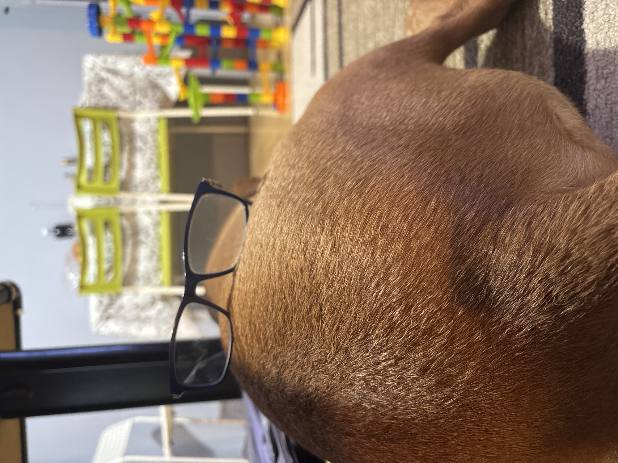 Dog wearing eyeglasses photographed in Sofia, Bulgaria