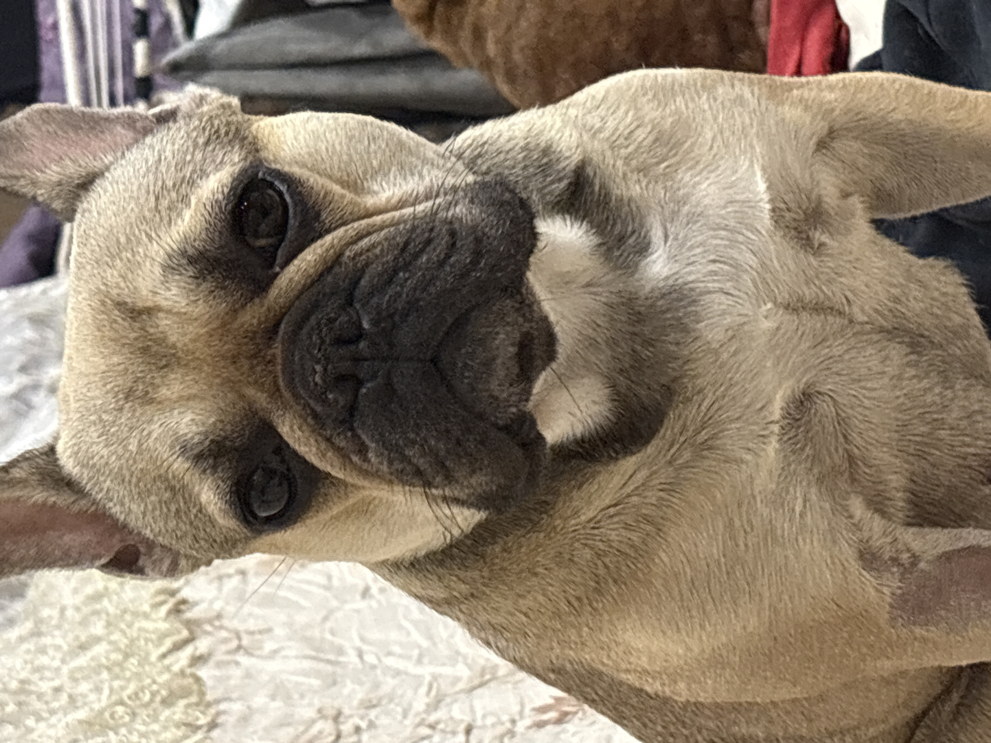 Pet portraits captured in Anton, Bulgaria Sunday evening