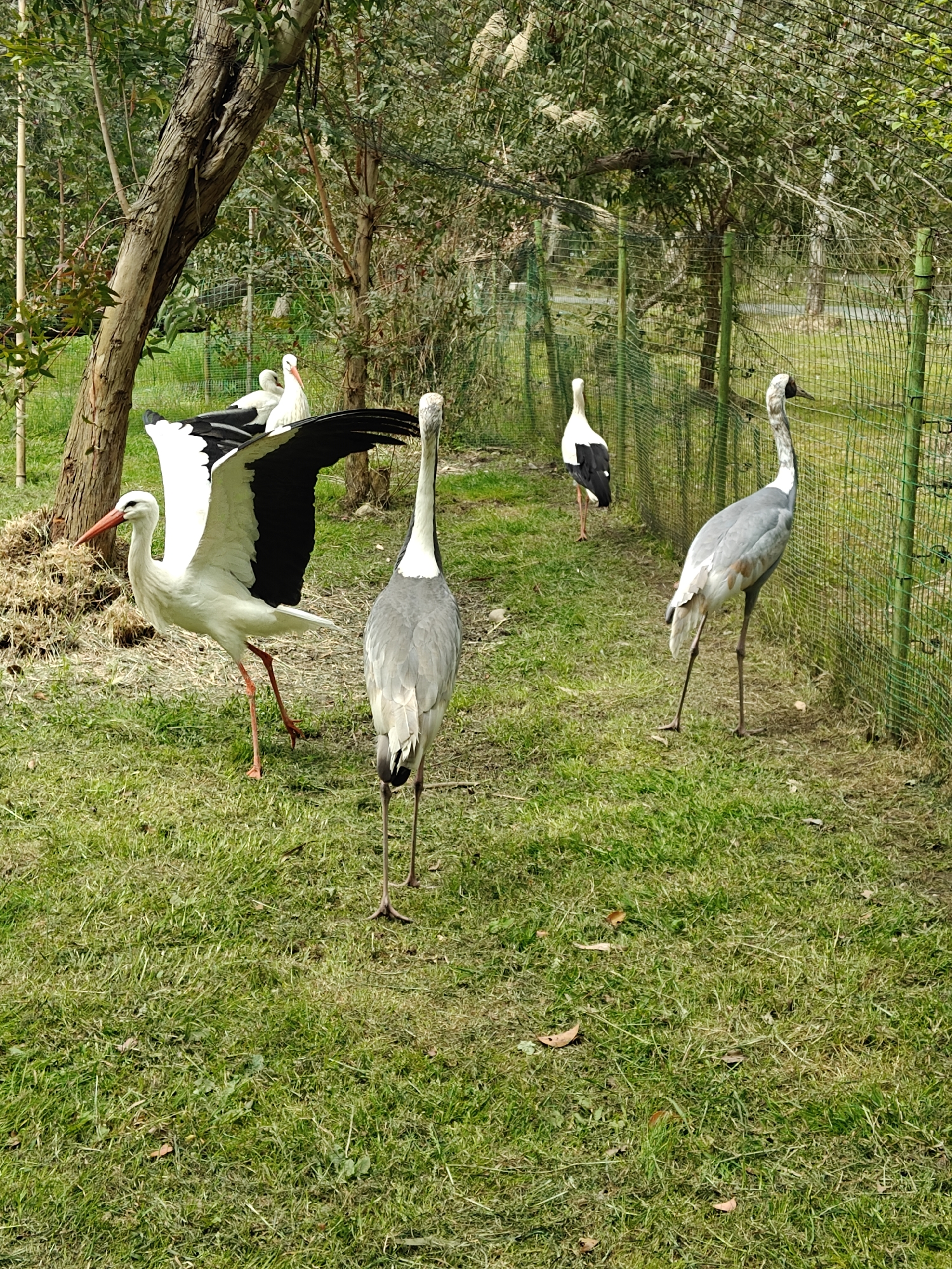 Visitor documents wildlife park tour in Shekvetili, Georgia