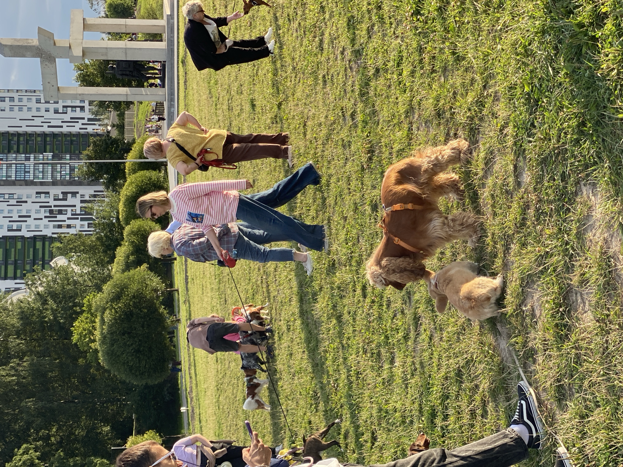 Dogs and owners gather in a sunny Otradnoye park