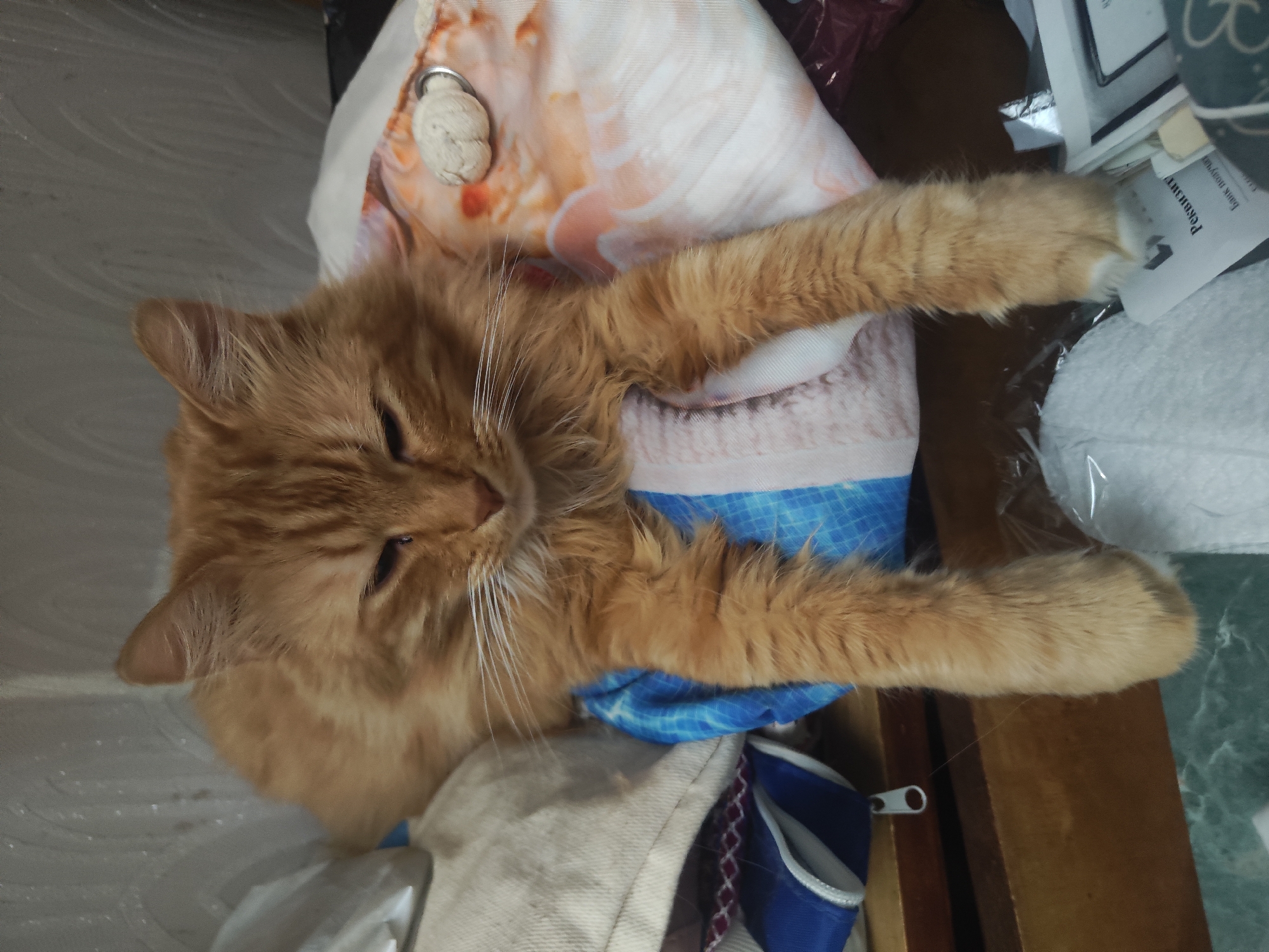 Orange cat rests on cushion in Pushkin, Russia