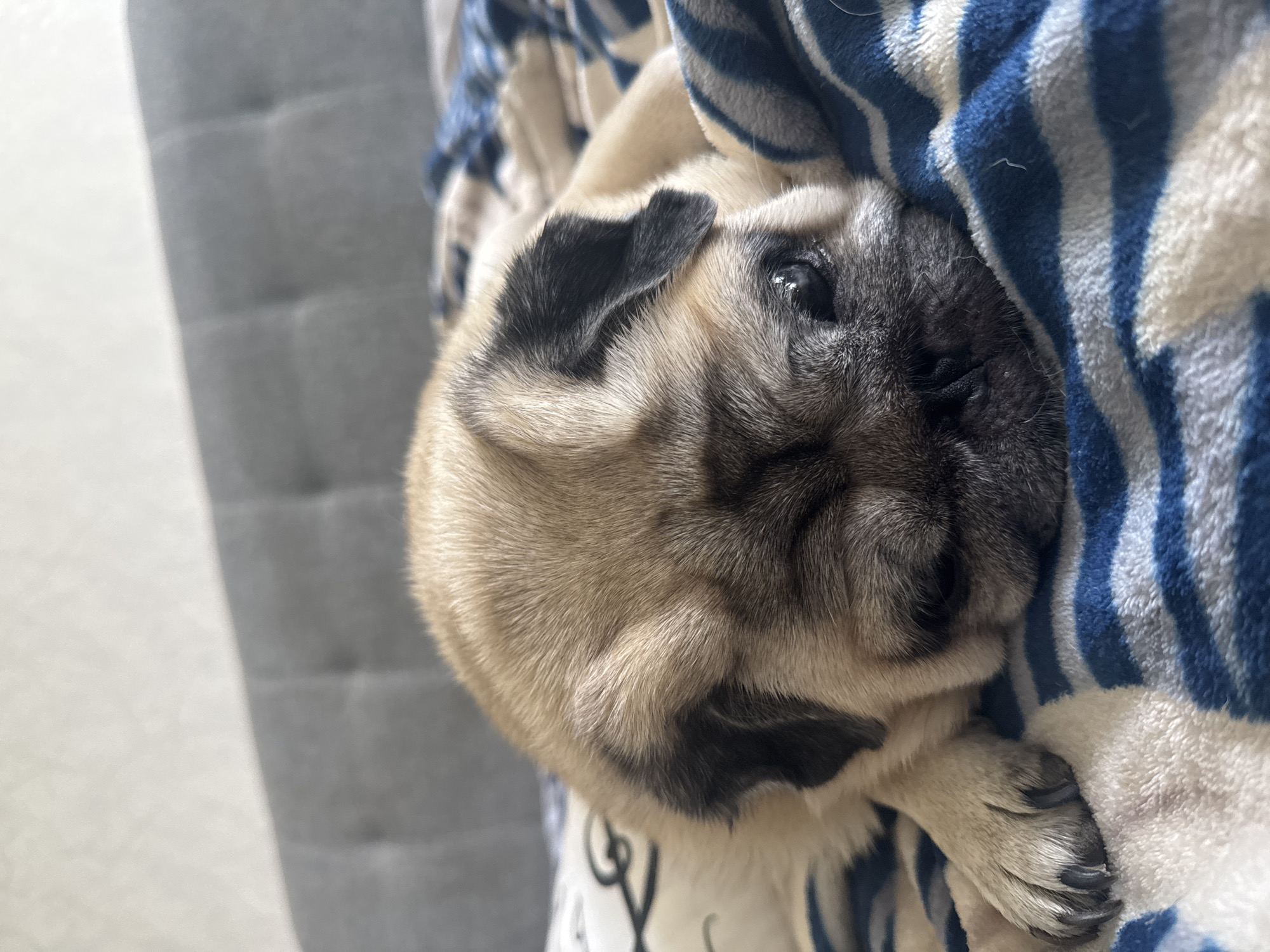 Pug logs a full morning of naps on various soft surfaces