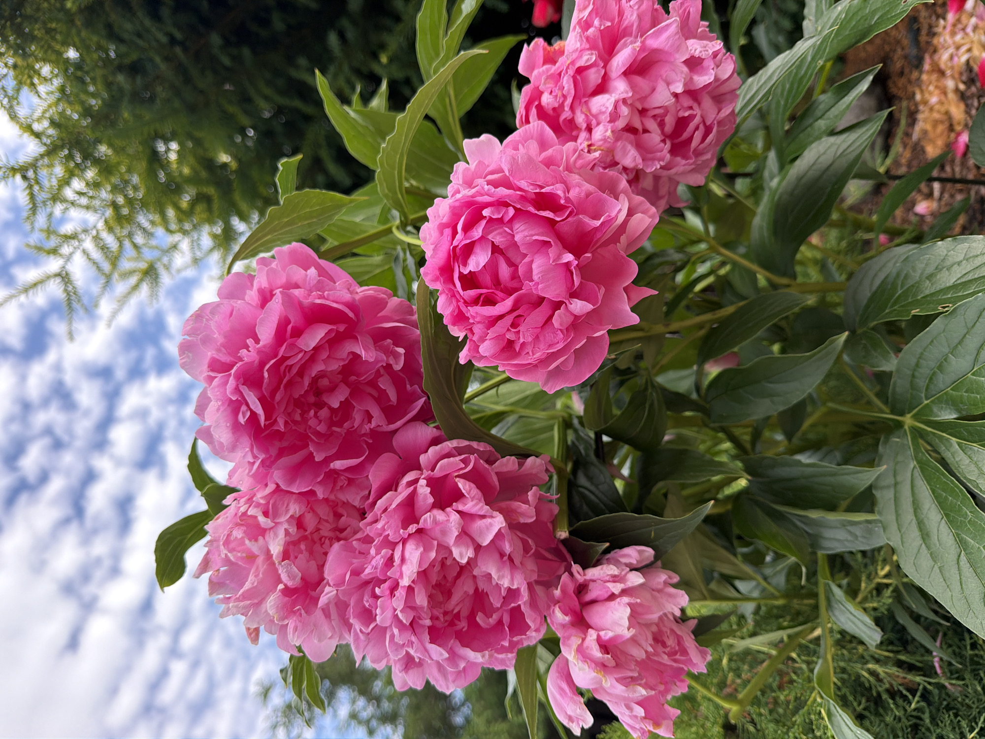 Garden in bloom and a brindle dog's afternoon in Baloži