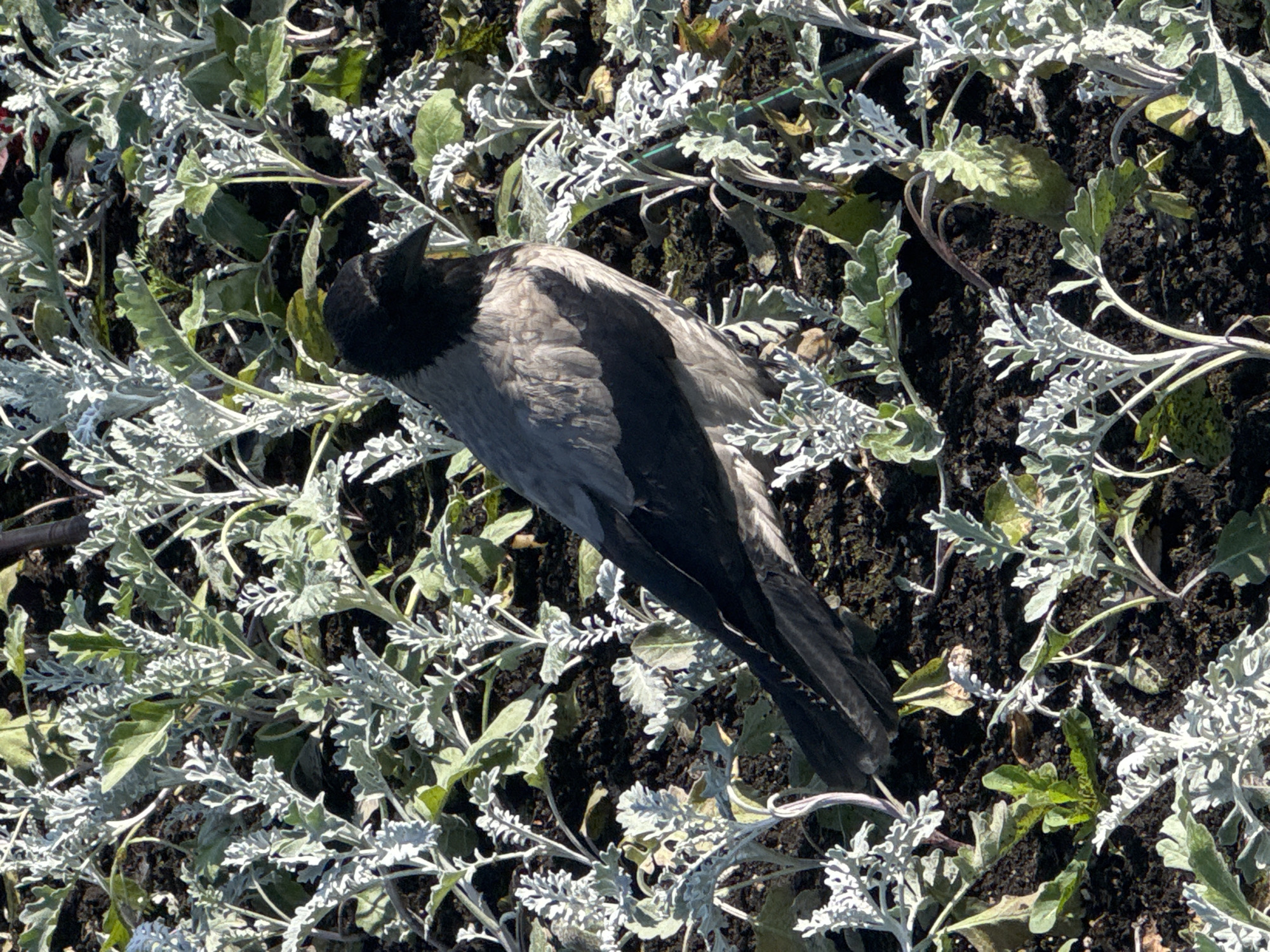 Morning scenes documented in Perm: portraits, dead crow, memorial