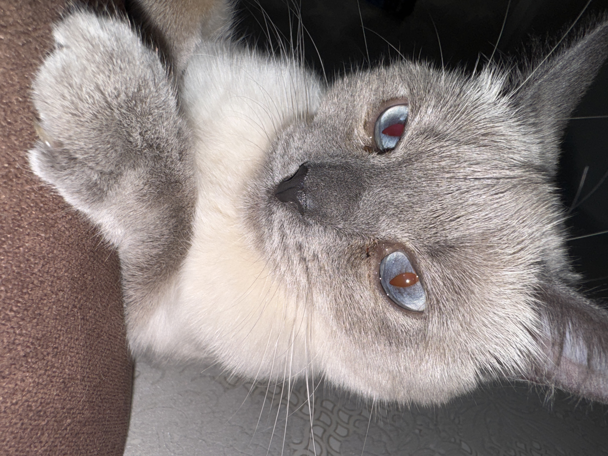 Siamese cat at home in Slonim, Belarus