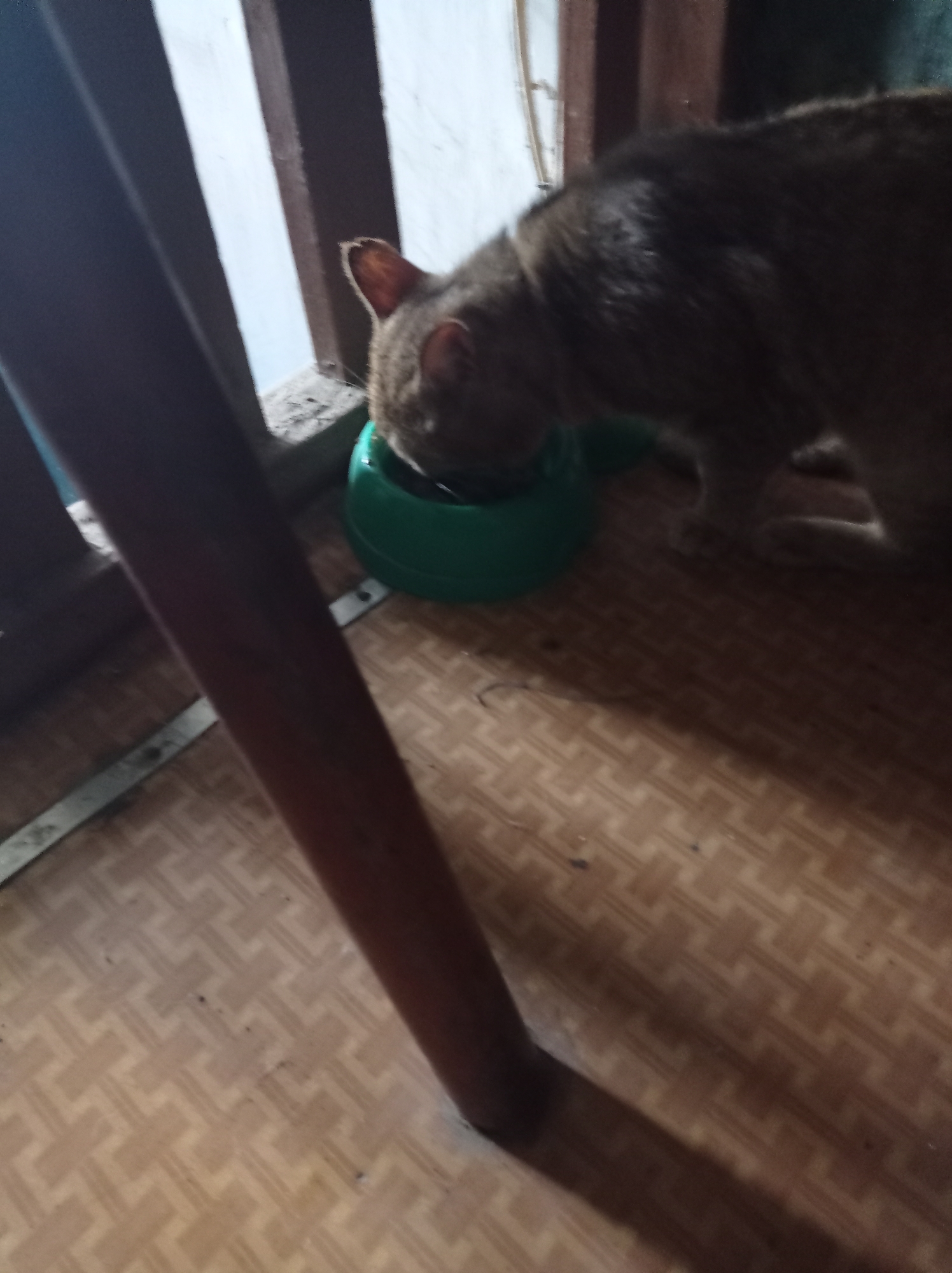 Early morning animal activity documented across Degtyarsk, Russia