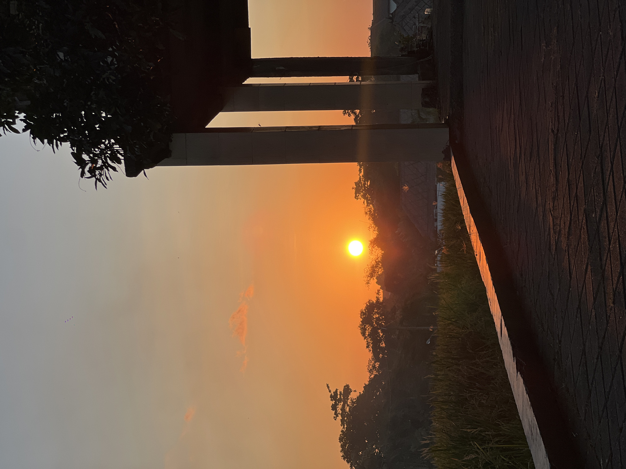 Sunset and dog captured in North Kuta rice fields