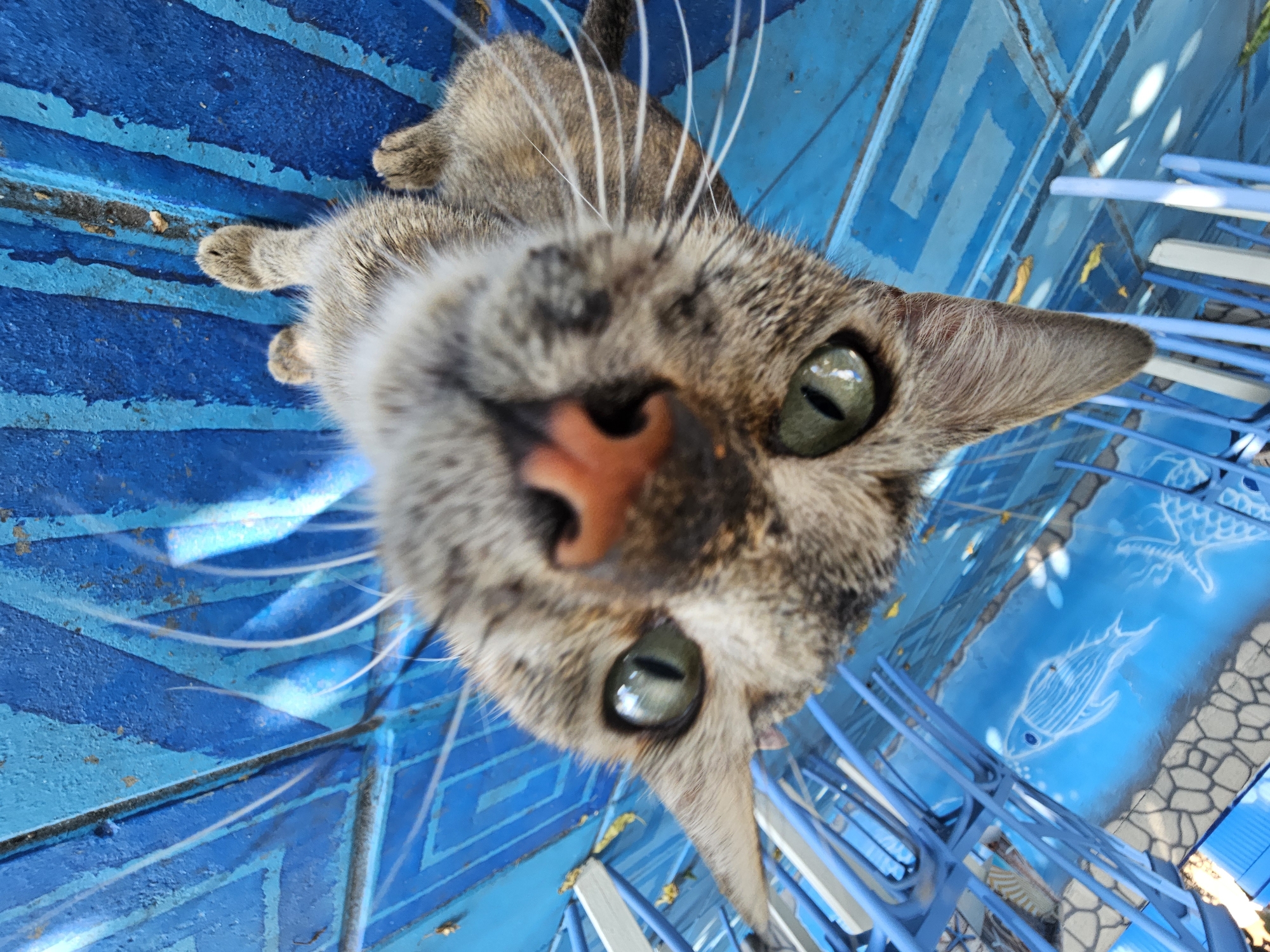 Cat and grilled octopus in Fanari, Greece