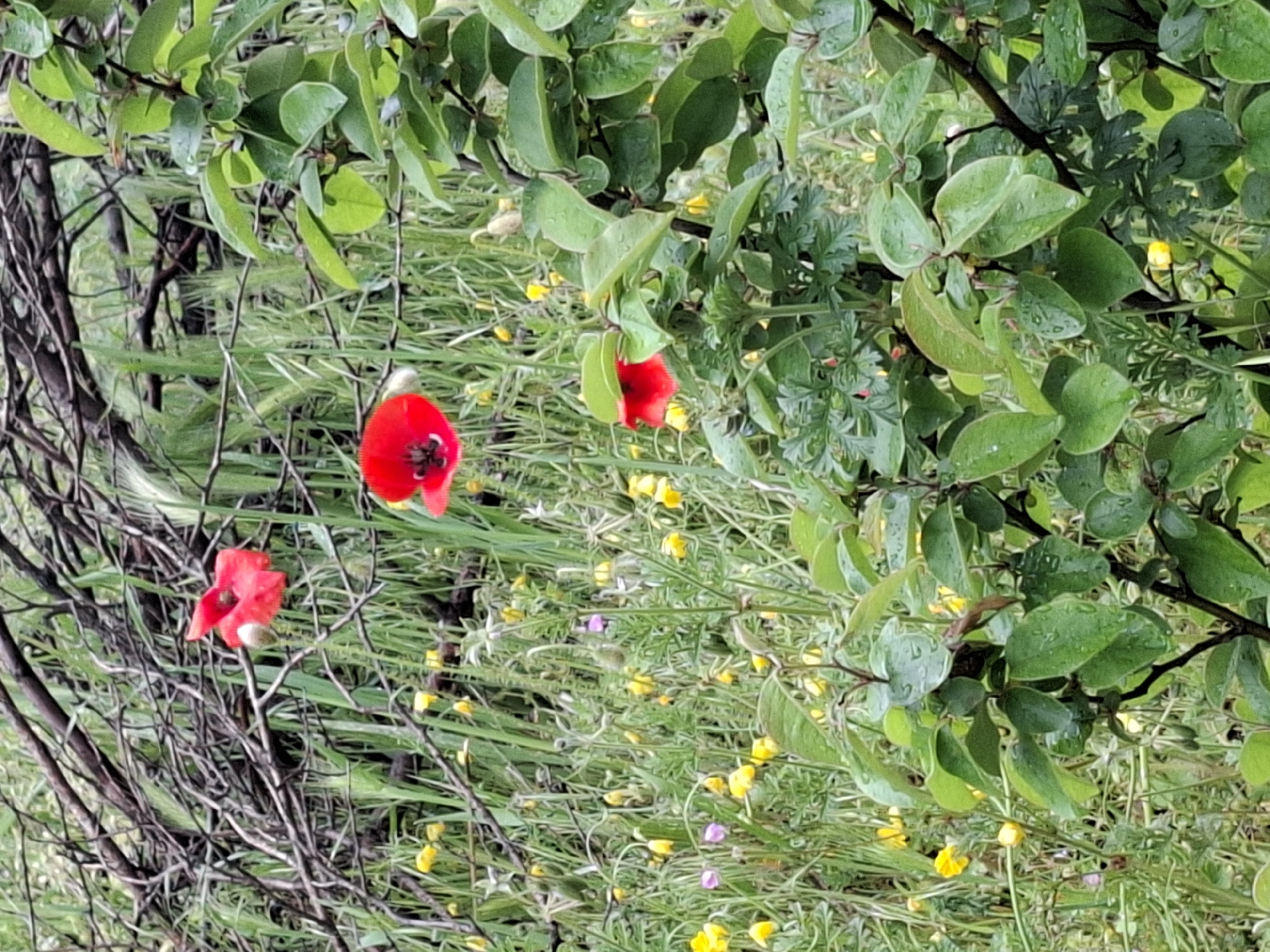Spring wildflowers and urban scenes documented across Plovdiv, Bulgaria