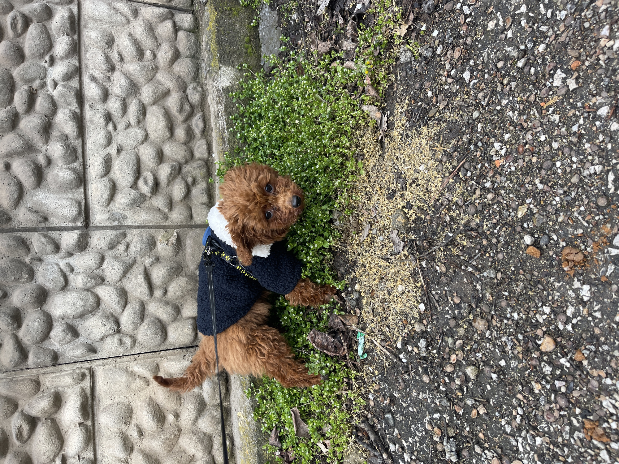 Sofia residents document dog walks, car cleaning on Friday morning