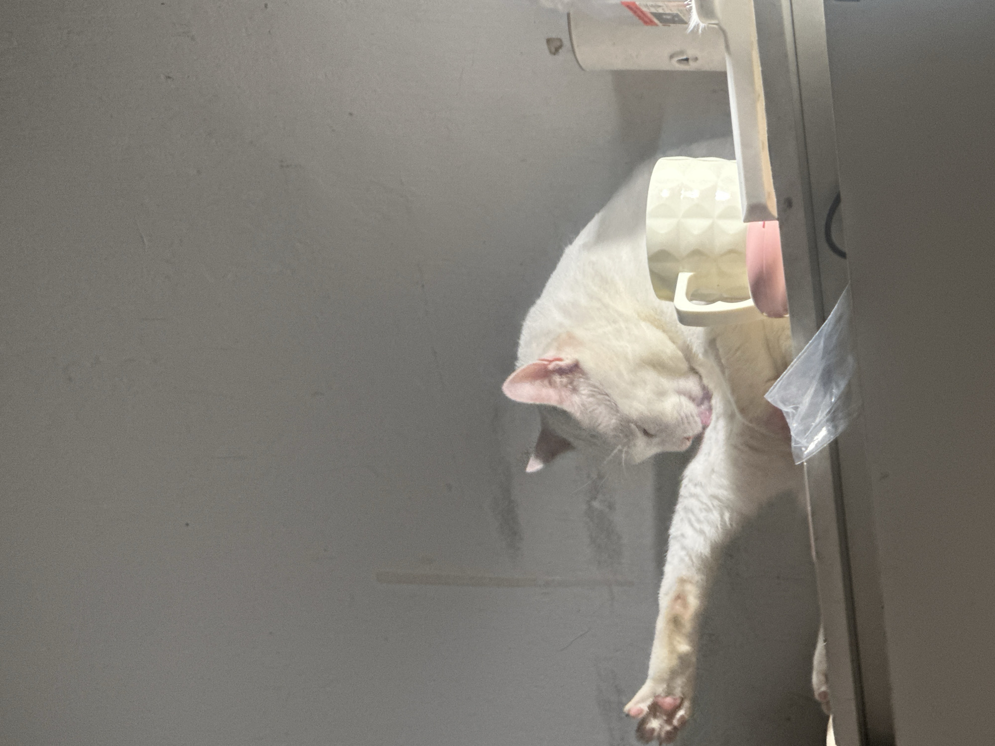 White cat grooming session captured indoors in North Jakarta