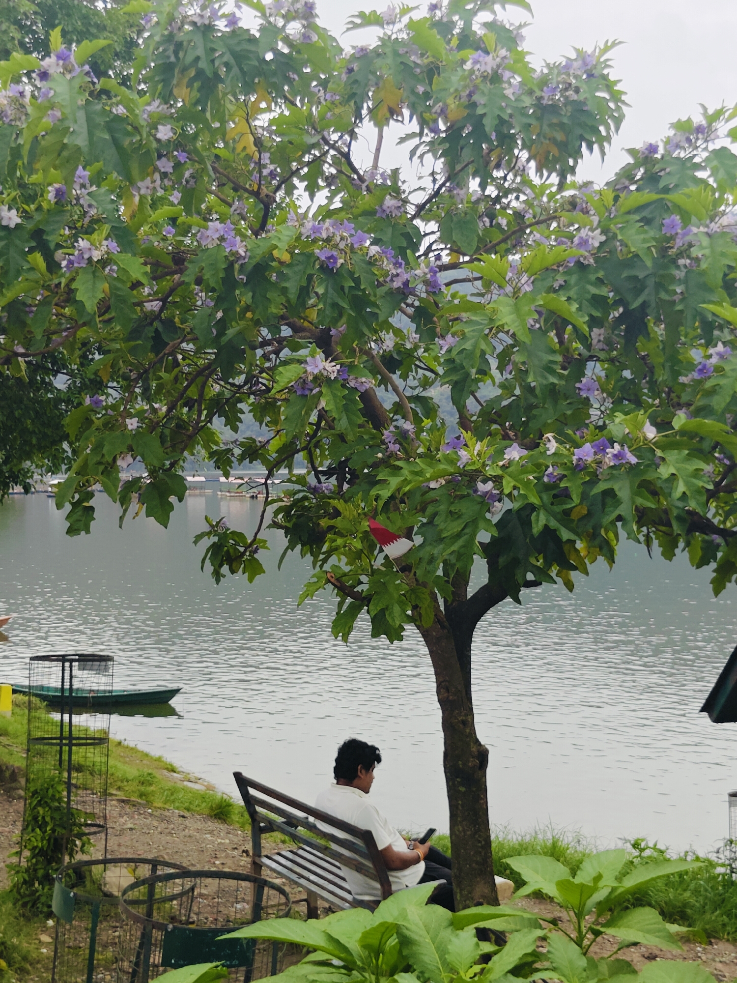 Lazy morning at Phewa Lake — paddleboards, benches, and mountain mist