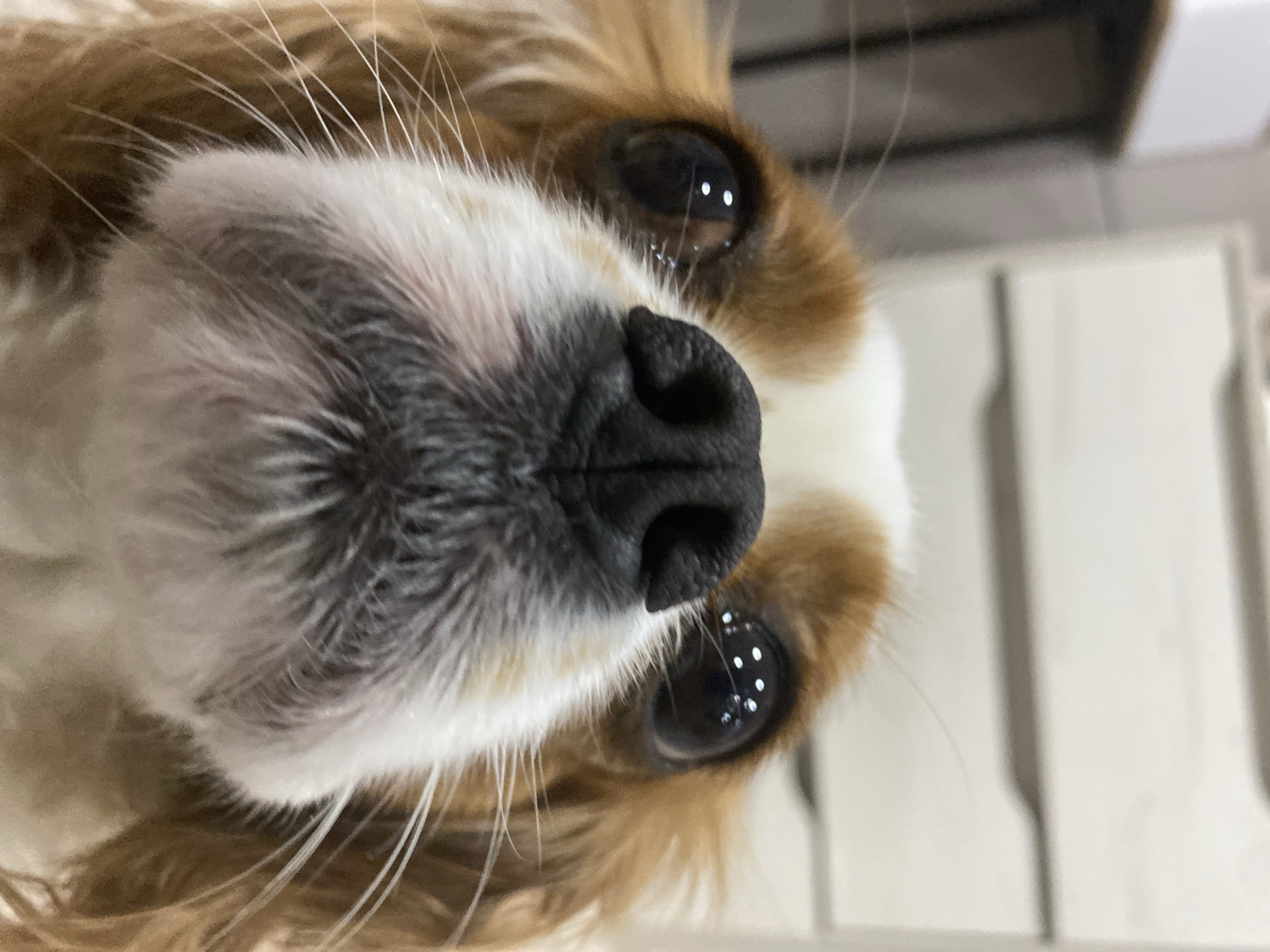 Cavalier Spaniel meets strawberries on a quiet indoor afternoon