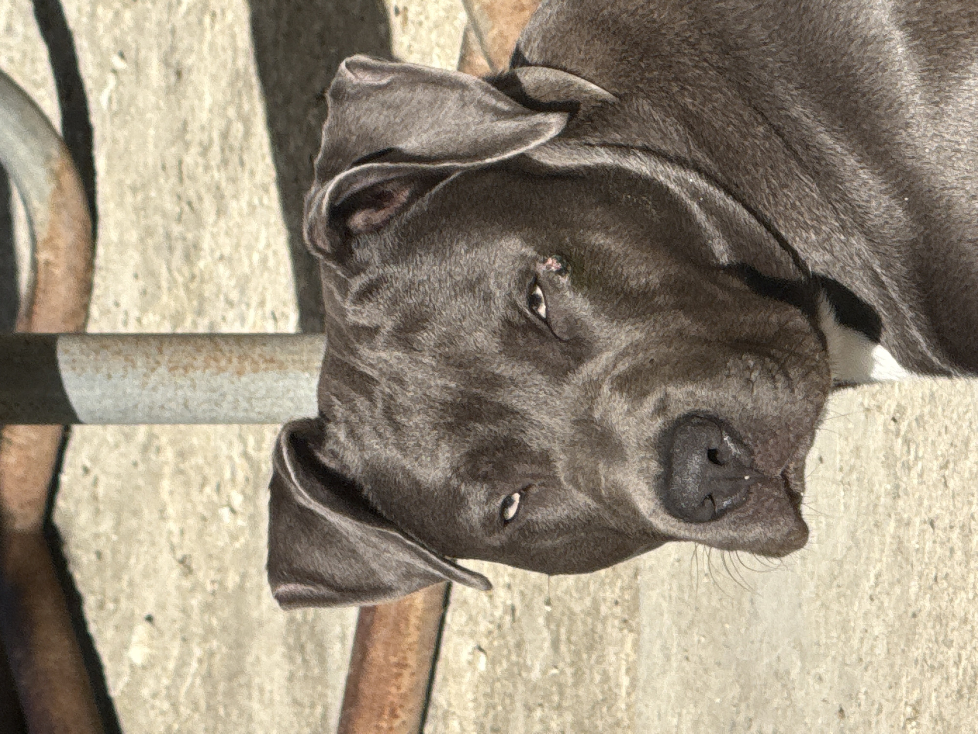 Pit bull and Shar-Pei at home in Zornitsa, Bulgaria