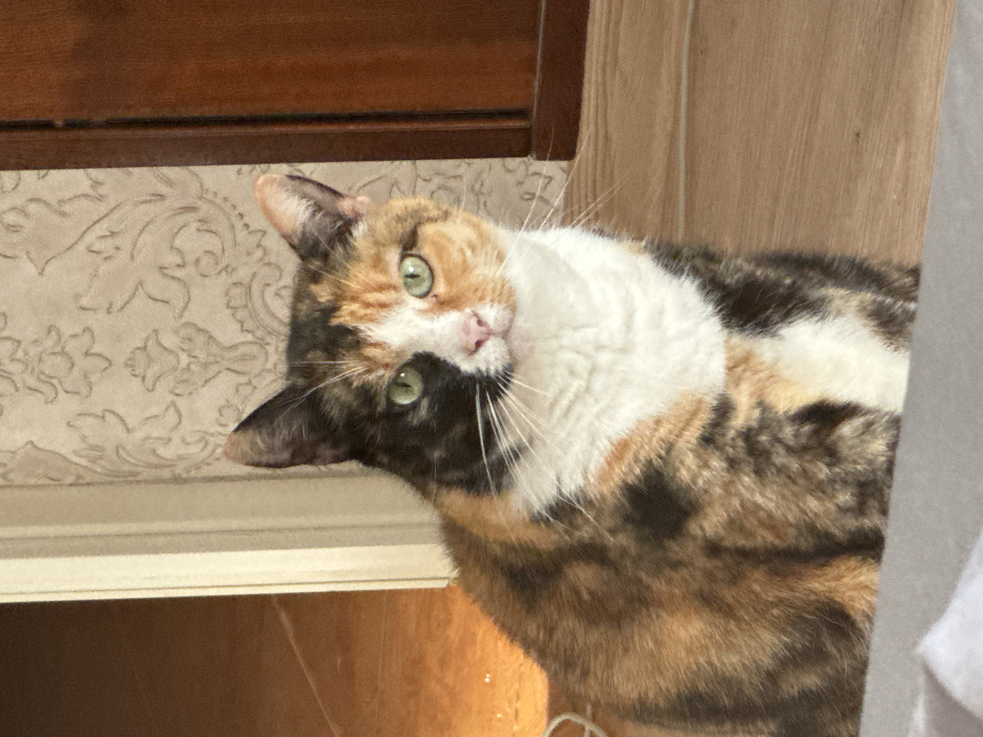 Calico cat and green spaces documented in 12-minute observation