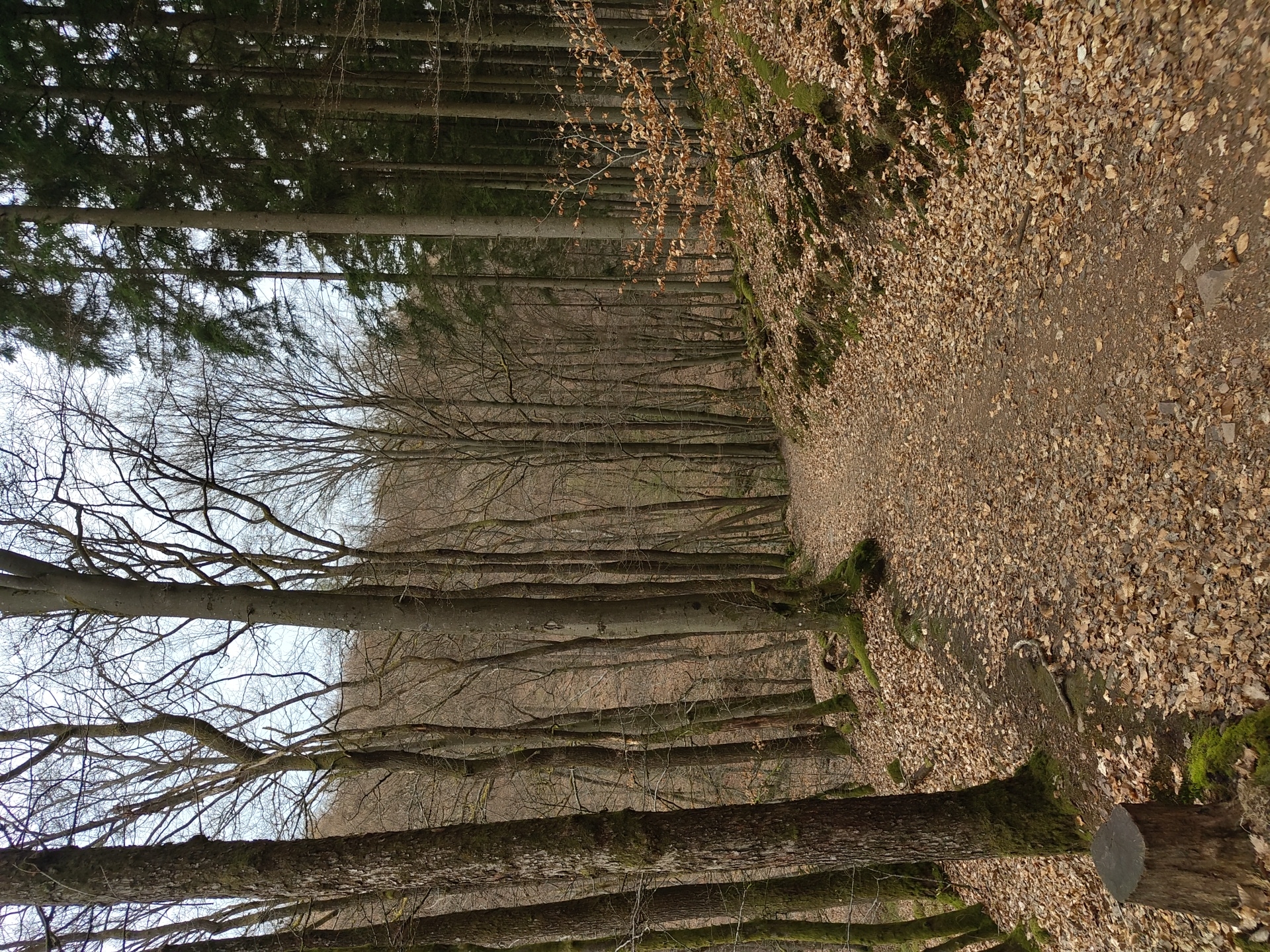 Forest walk documented in Mettlach, Germany over 40 minutes