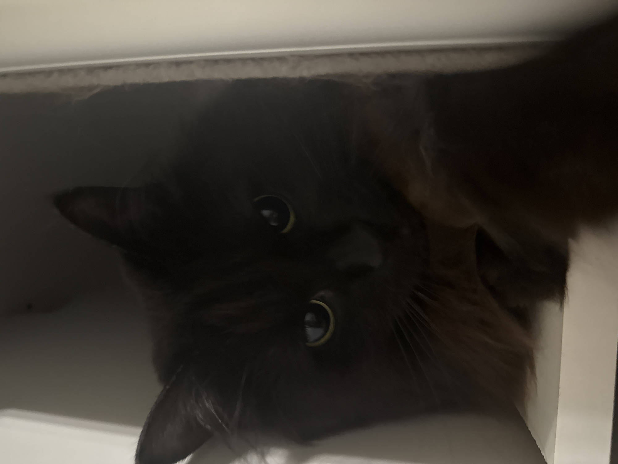 Playful cat explores shelf space in Saint Petersburg apartment