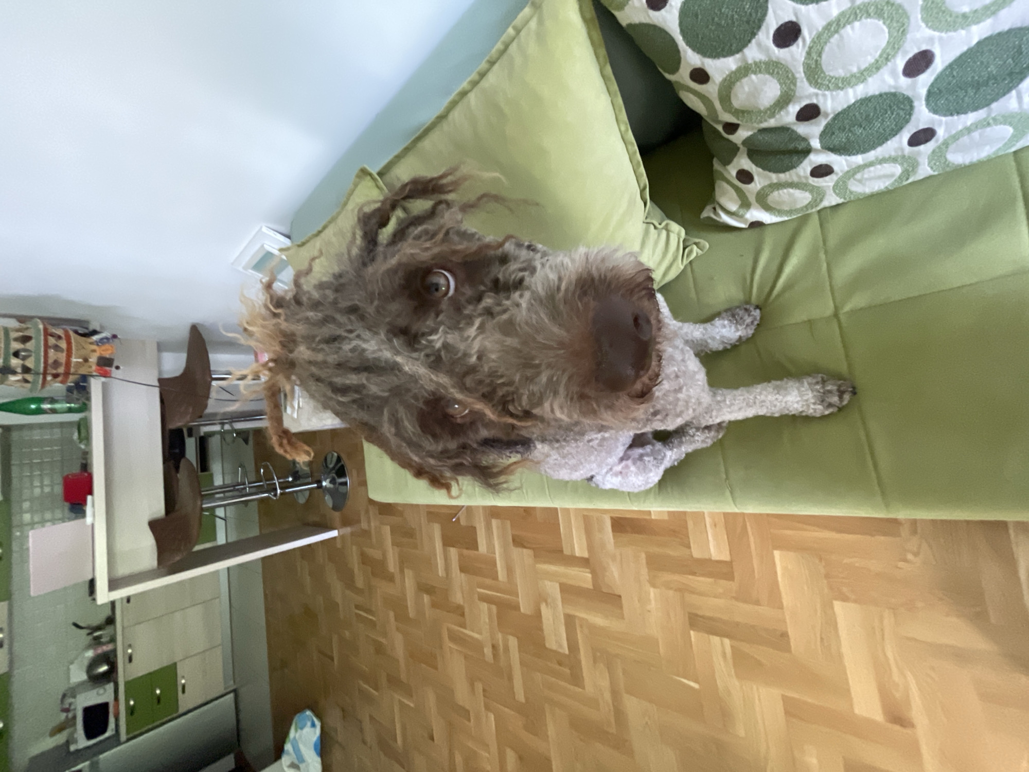 Woman and Lagotto dog spend quiet morning at Boreti home