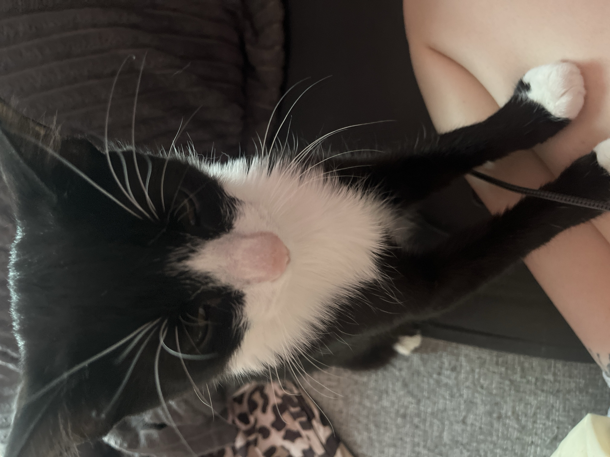 Tuxedo cat sits on tattooed person's lap in Saint Petersburg