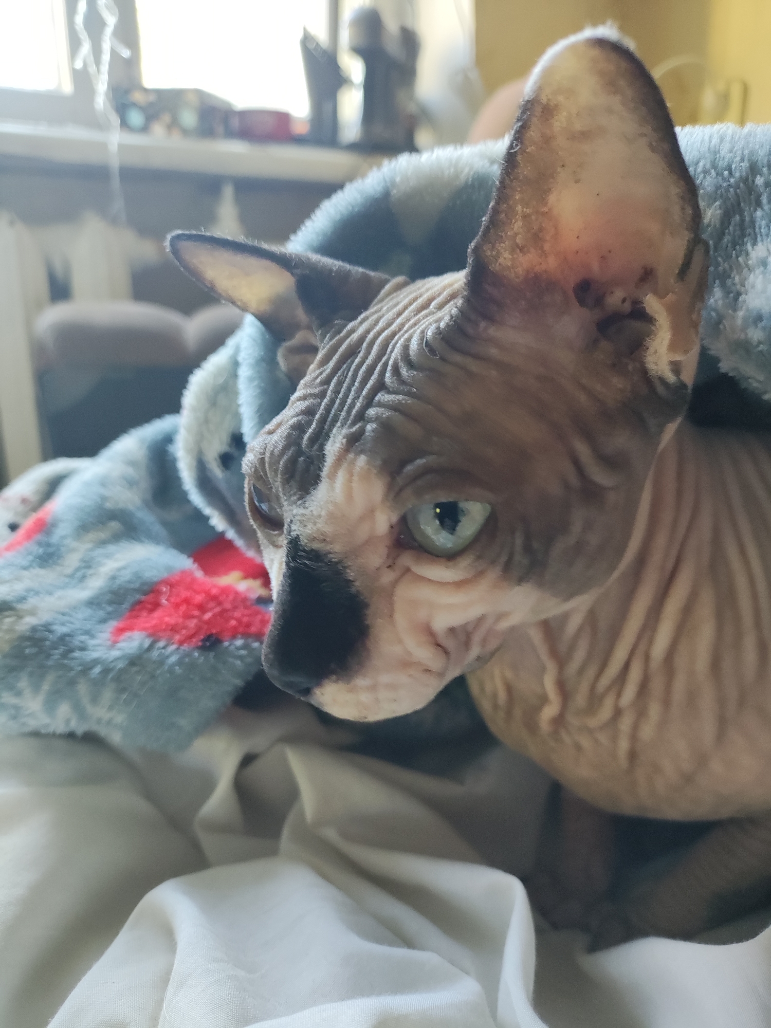 Pyatigorsk resident documents cat, plants, home items in 10-minute span