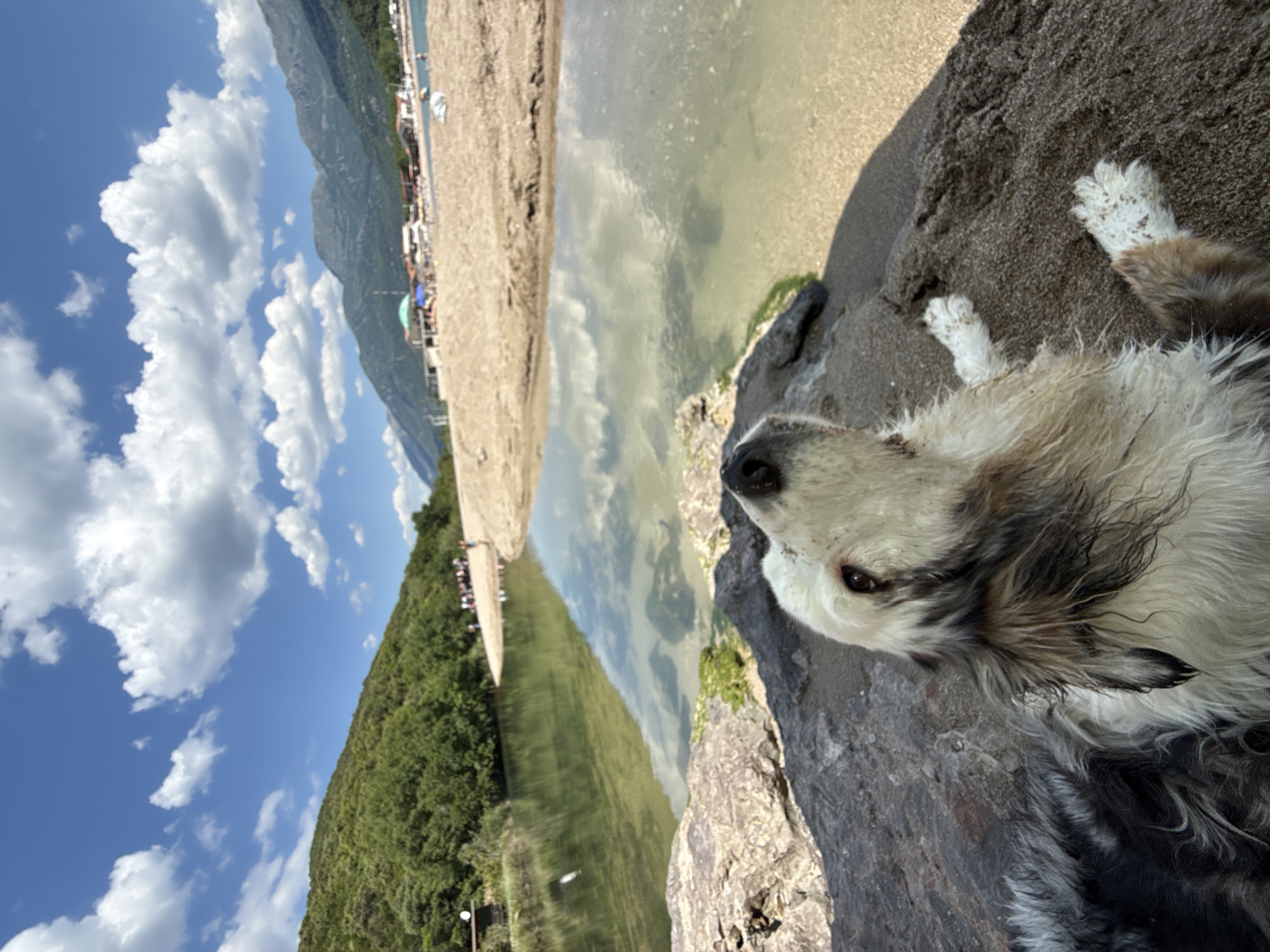 Dog rests on rock overlooking water confluence in Montenegro