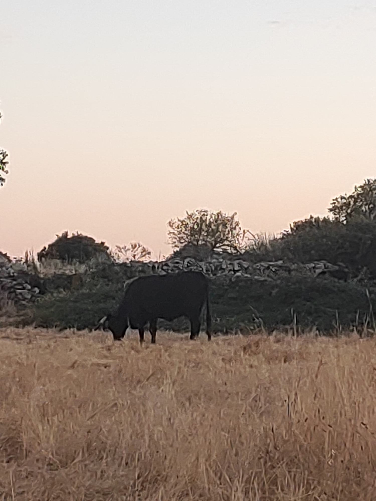 Golden hour over the dry fields and skies of Sobradillo