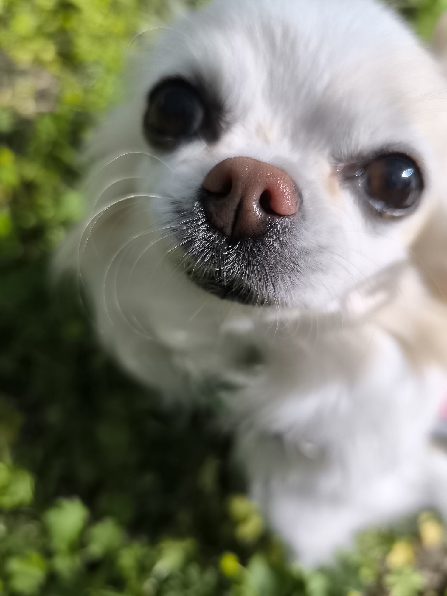 Small Chihuahua spotted in grassy area in Klaipėda