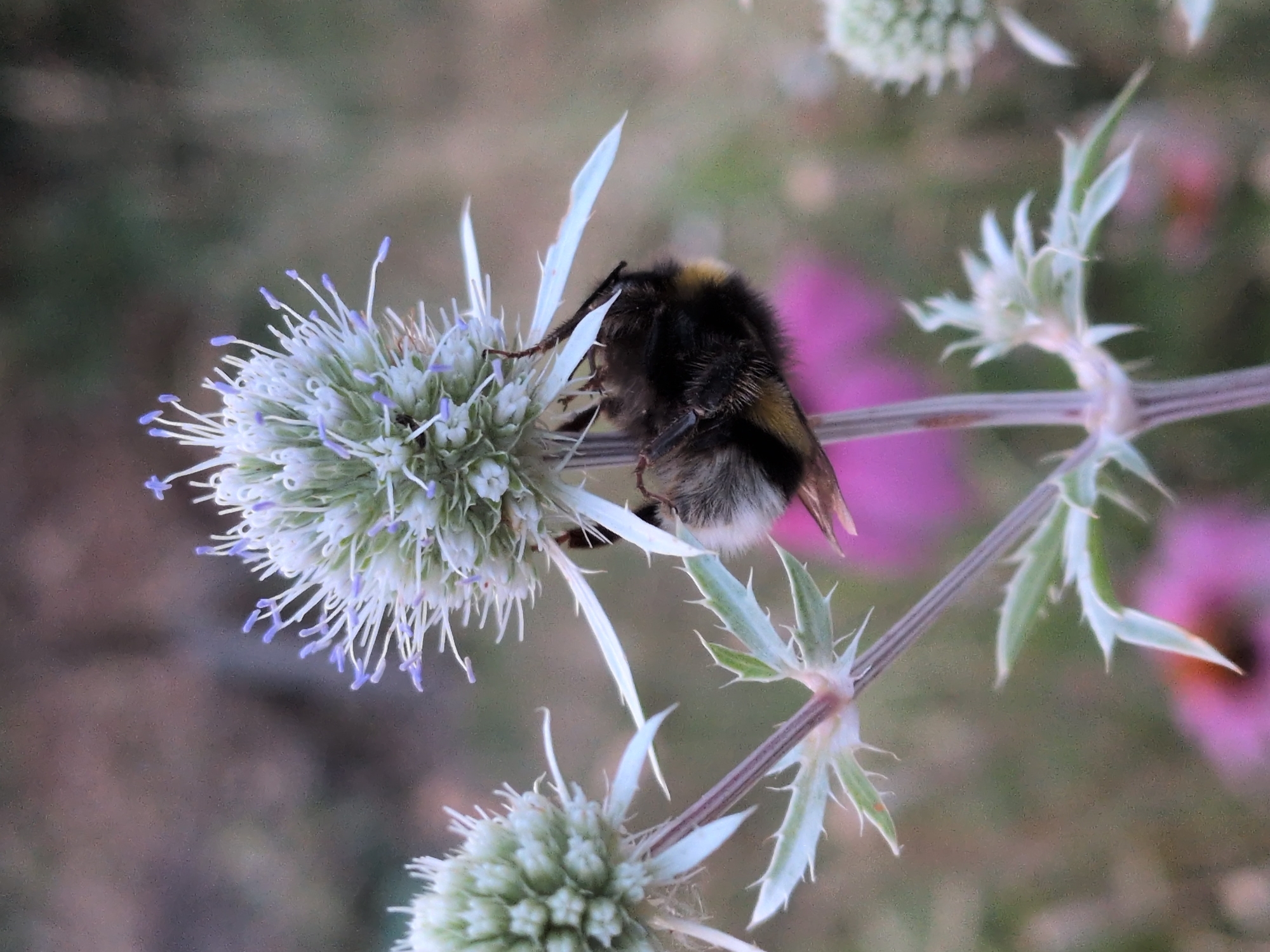 Bumblebee on garden flower and roadworks light, Telford