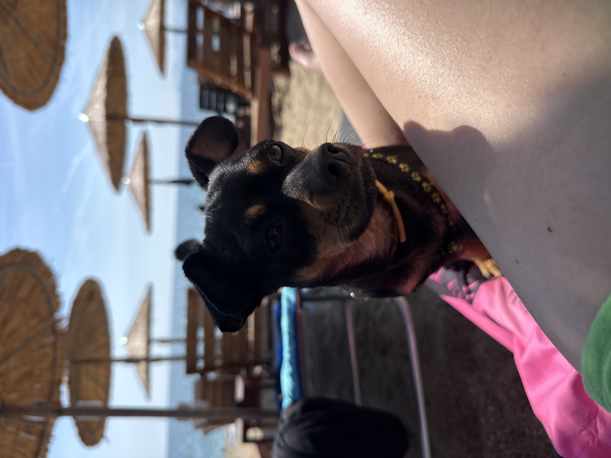 Small dogs rest on sunny beach in Nea Vrasna