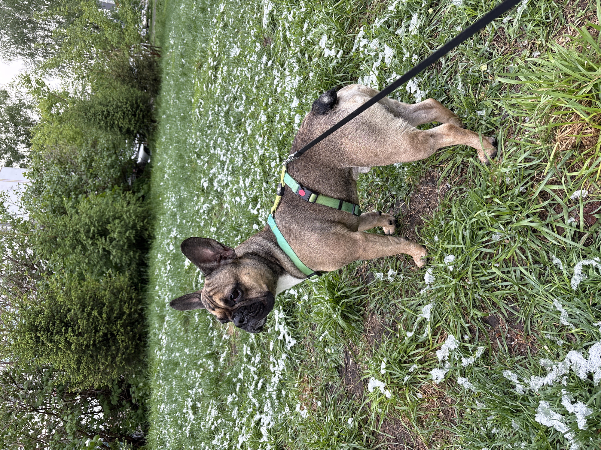 Dog walker encounters patchy spring snow in Belokurikha