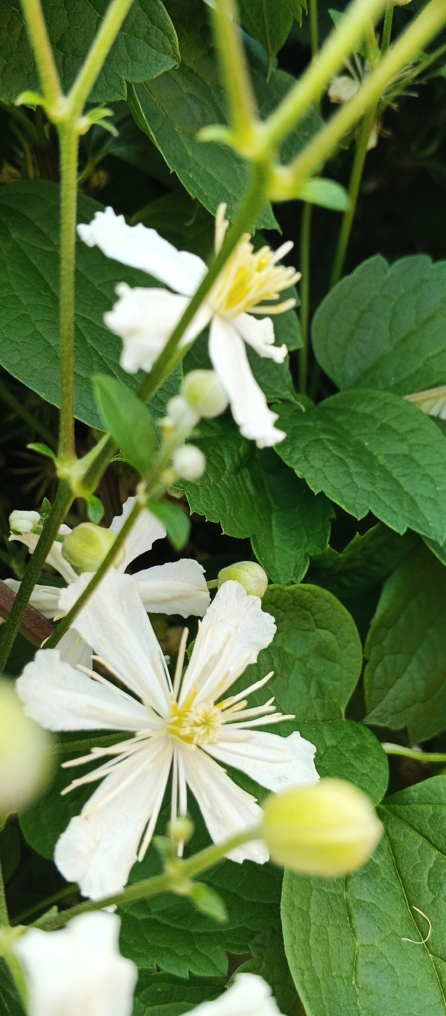 Summer flowers and street scenes from Smila, Ukraine