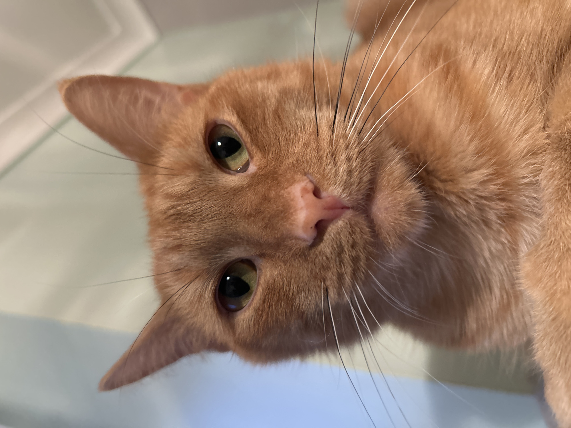 Glasgow resident documents orange cat and local landmarks