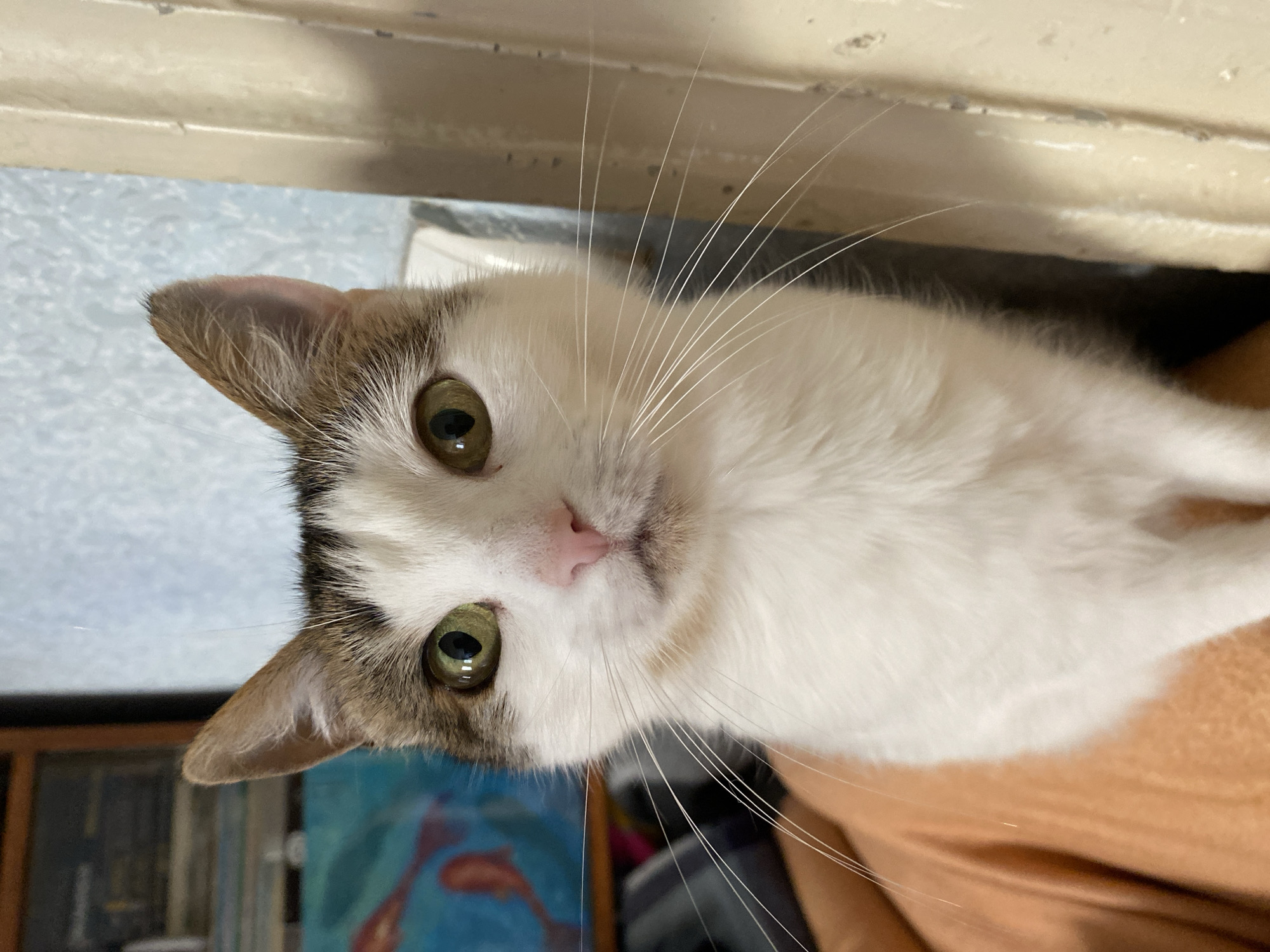 Morning cat portraits across cozy indoor spaces