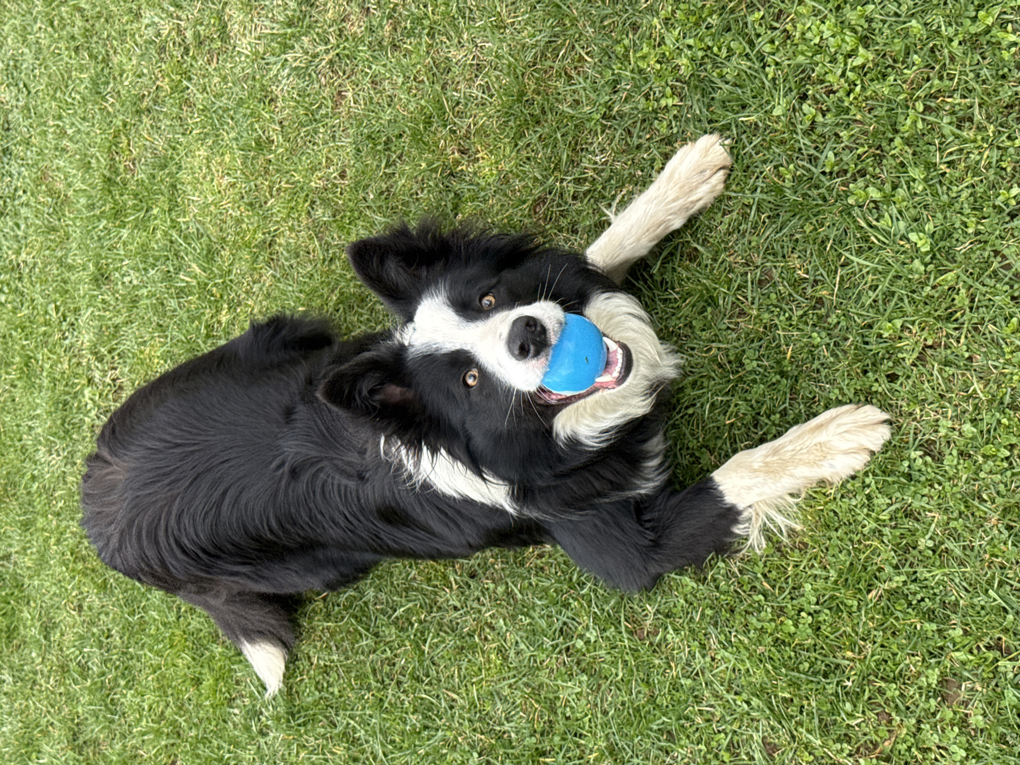 Quiet afternoon moments with pets and recreation in Berkovitsa
