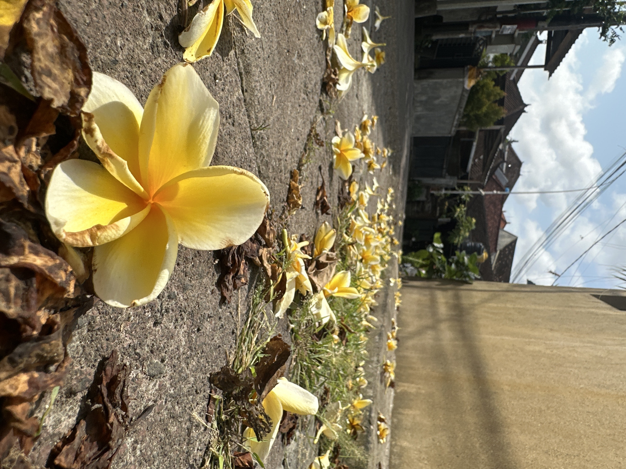 Frangipani-covered pathway in North Kuta, Bali
