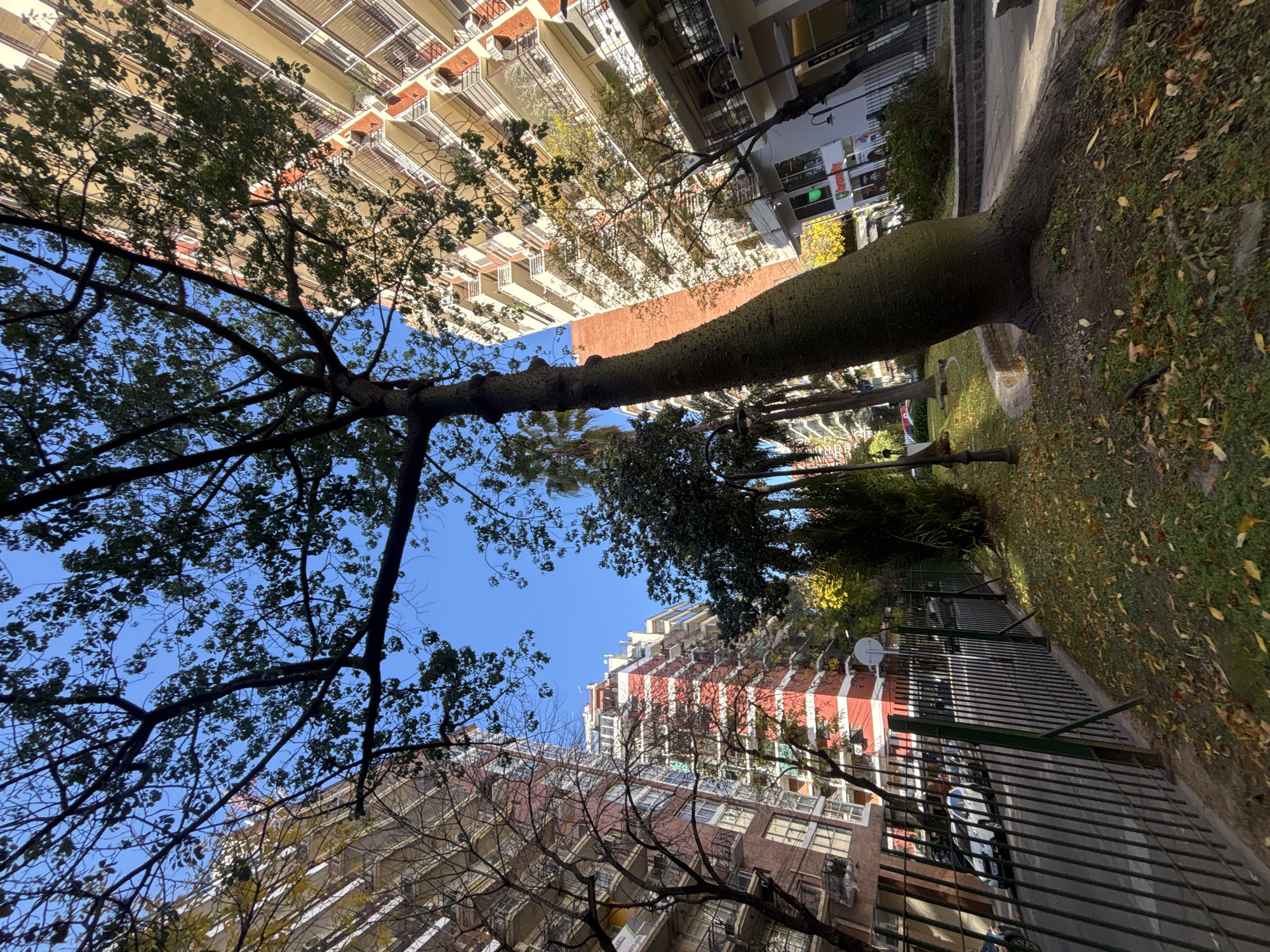 Buenos Aires bottle tree documented amid urban plaza setting