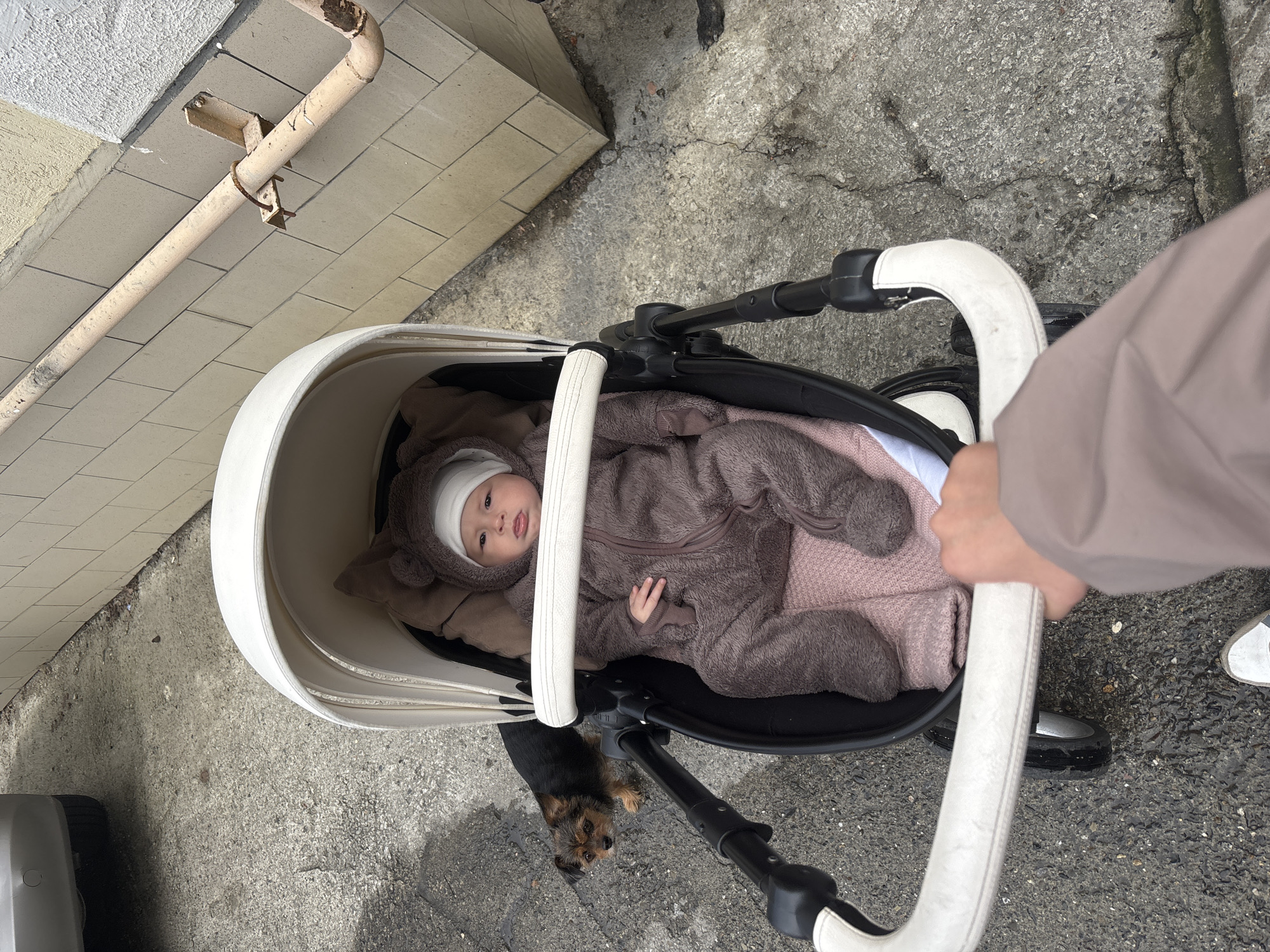 Woman takes selfies with terrier dog in Sochi home