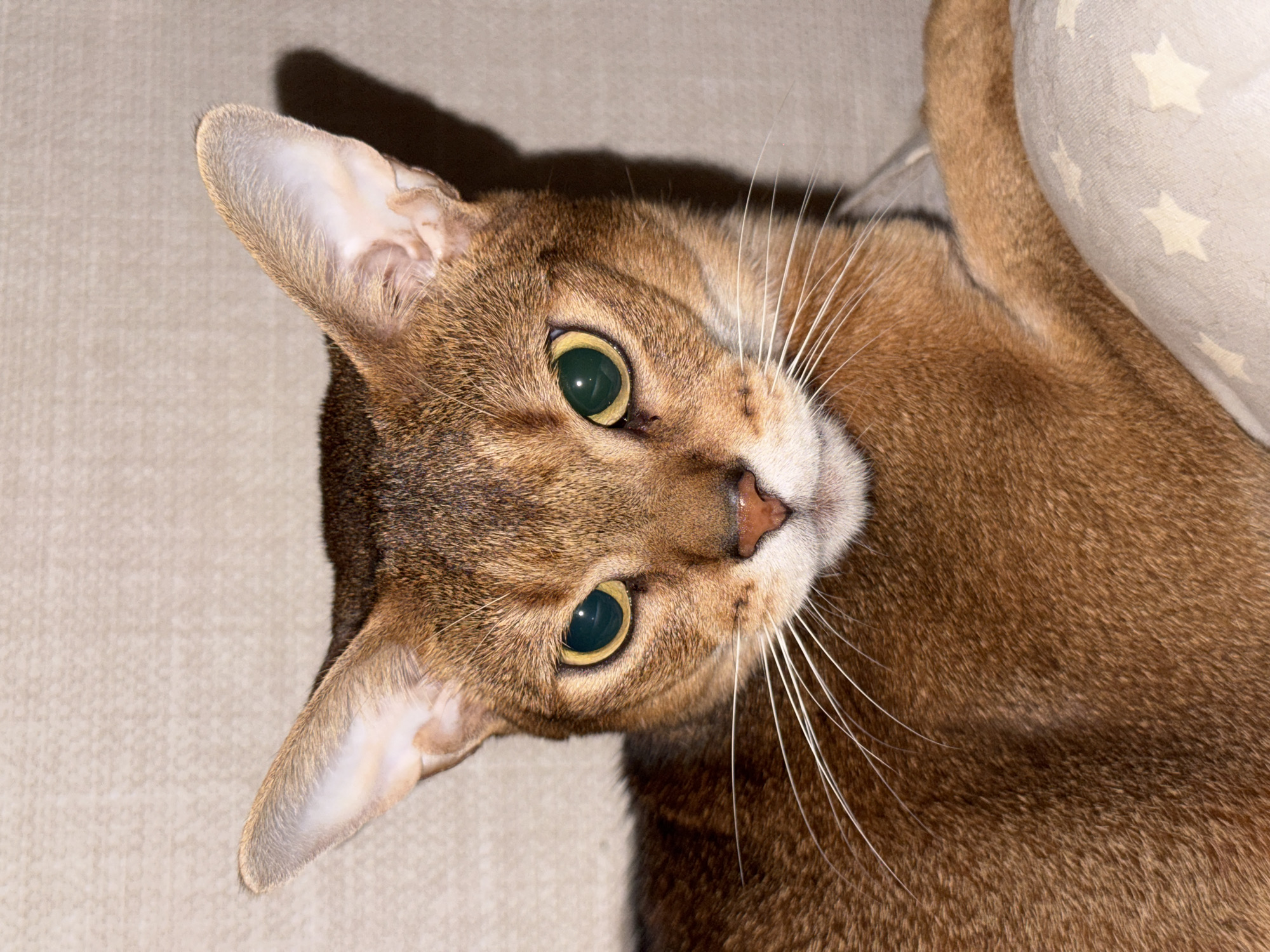 Abyssinian cat photographed multiple times in Chaikovsky home