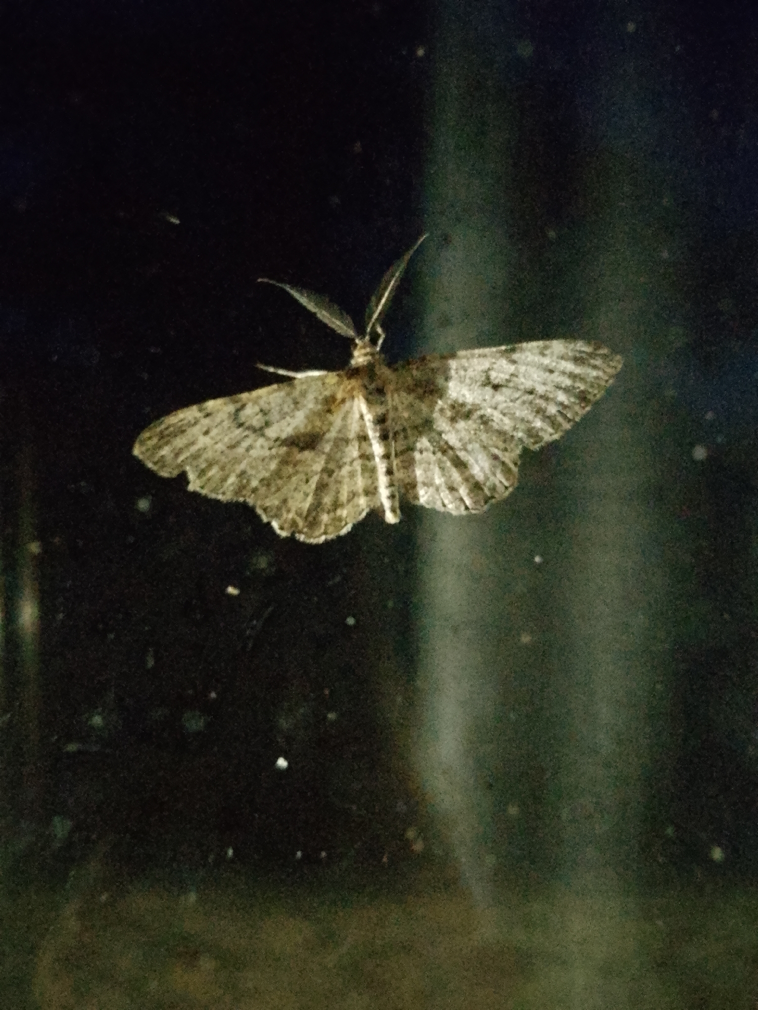 Evening garden stroll through leaves, cherries, and a resting moth