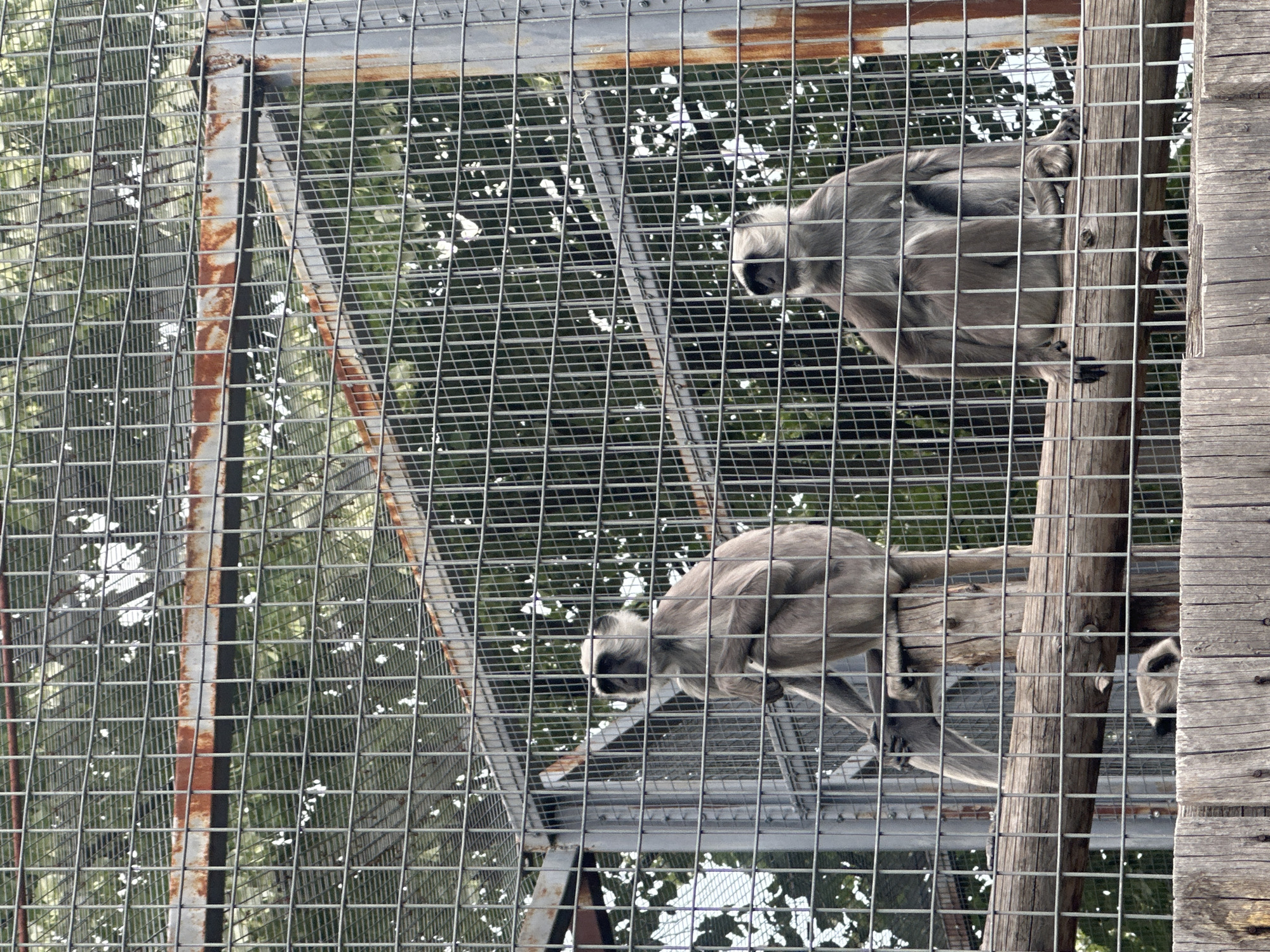 Afternoon zoo visit captures primates, swan at Sofia facilities