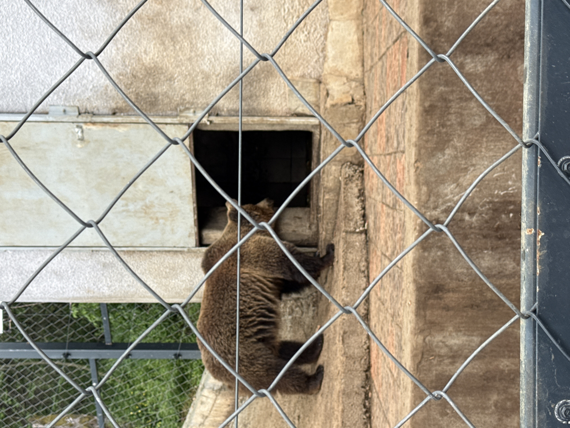 Animals observed at Stara Zagora Zoo including bears and livestock