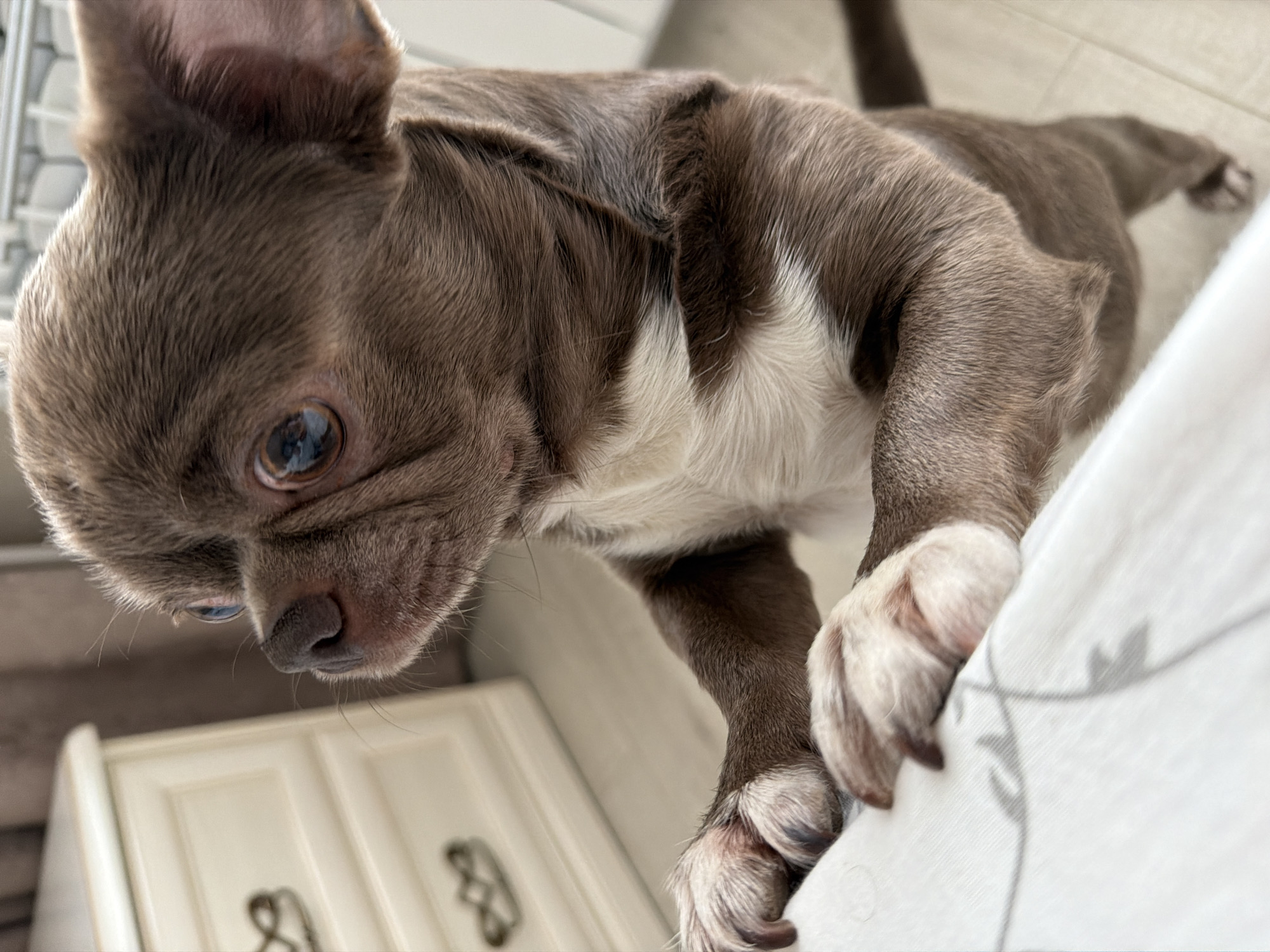 Woman's morning routine with Hello Kitty mug and Chihuahua captured